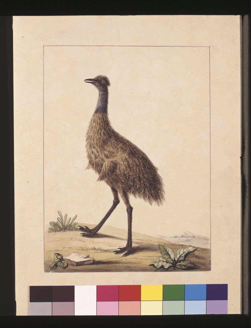 Strona 7. Kazuar New Holland. Teraz znany jako Emu, ok. 1789-90 (akwarela) autorstwa Sarah Stone