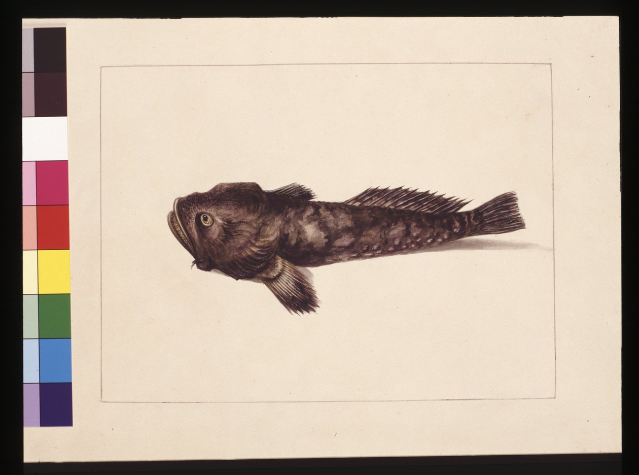 Strona 8. Wątpliwy Lophius. Obecnie znany jako żaba ryba, ok. 1789-90 (akwarela) autorstwa Sarah Stone
