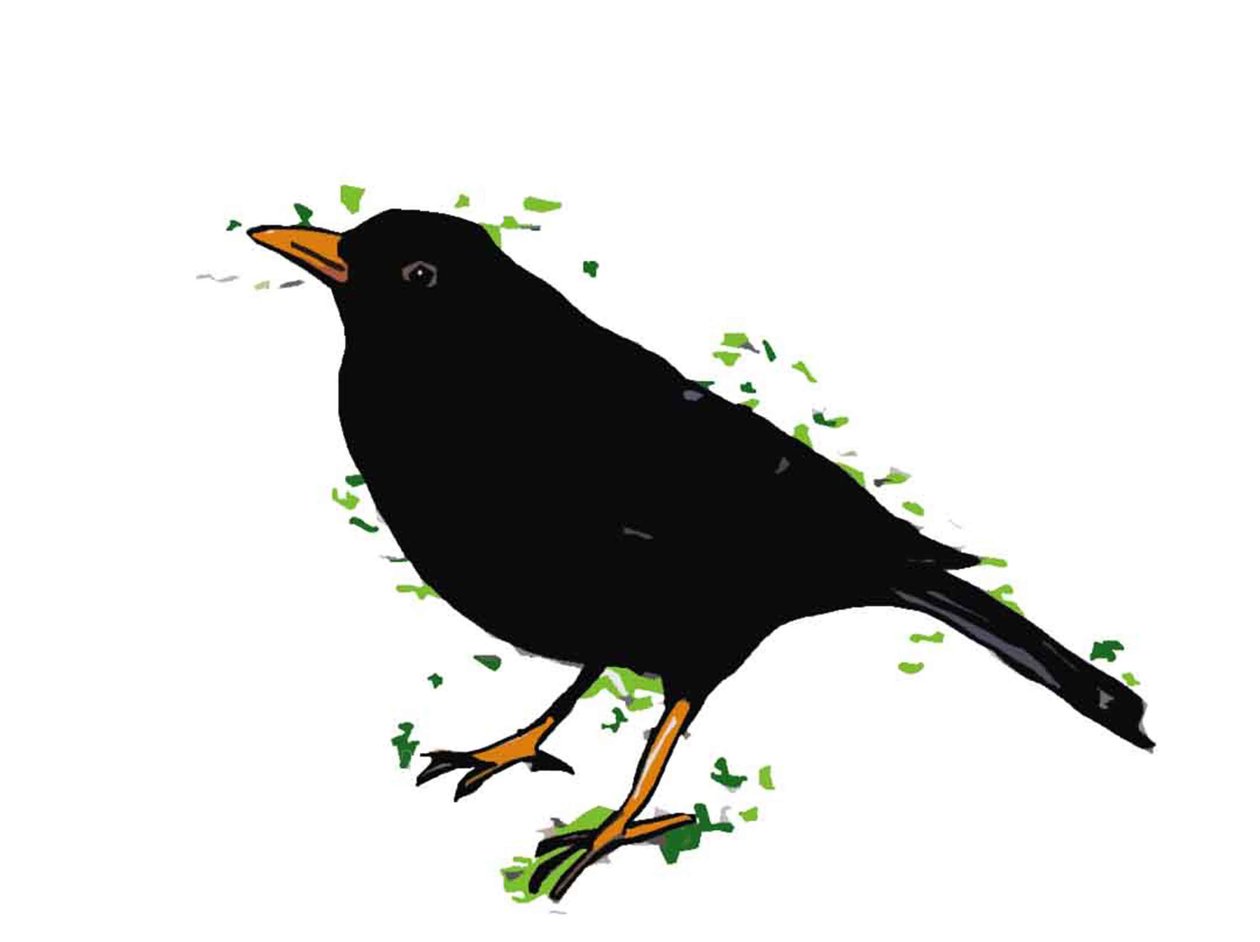 Blackbird, 2018, (rysunek cyfrowy) autorstwa Sarah Thompson Engels