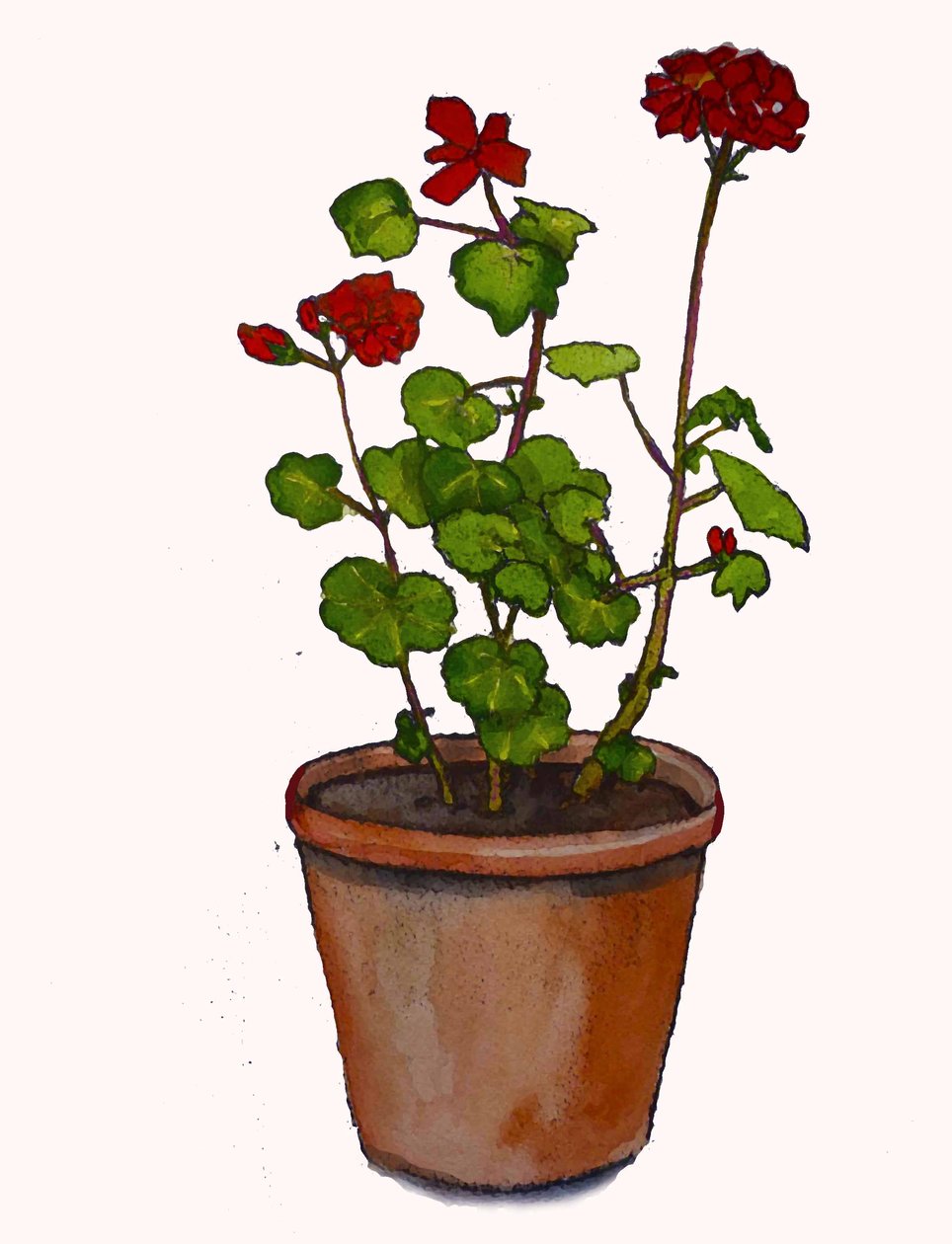 Pelargonie w doniczce,2019,(akwarela) autorstwa Sarah Thompson Engels