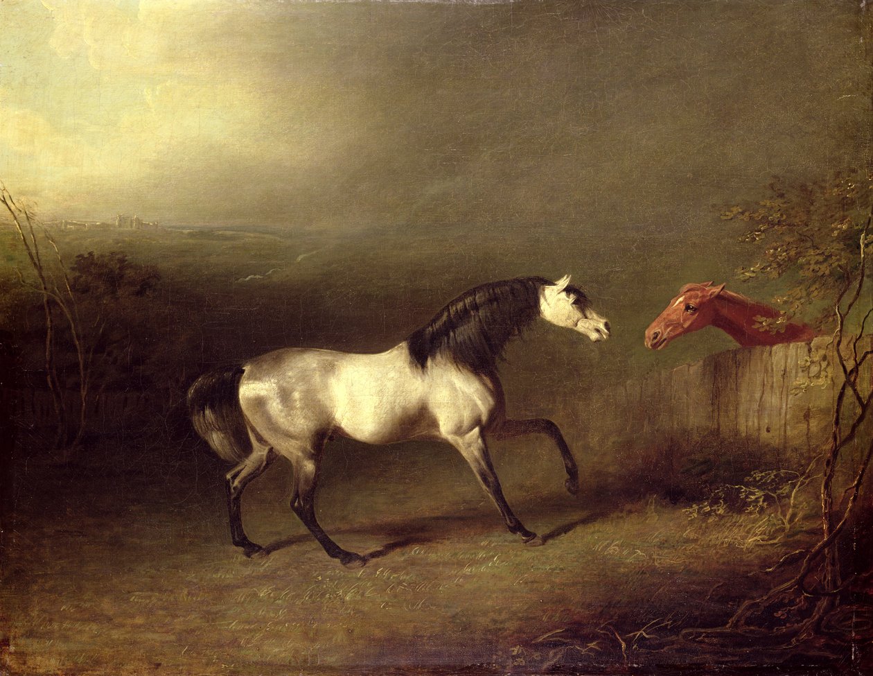 Szary Arab autorstwa Sawrey Gilpin