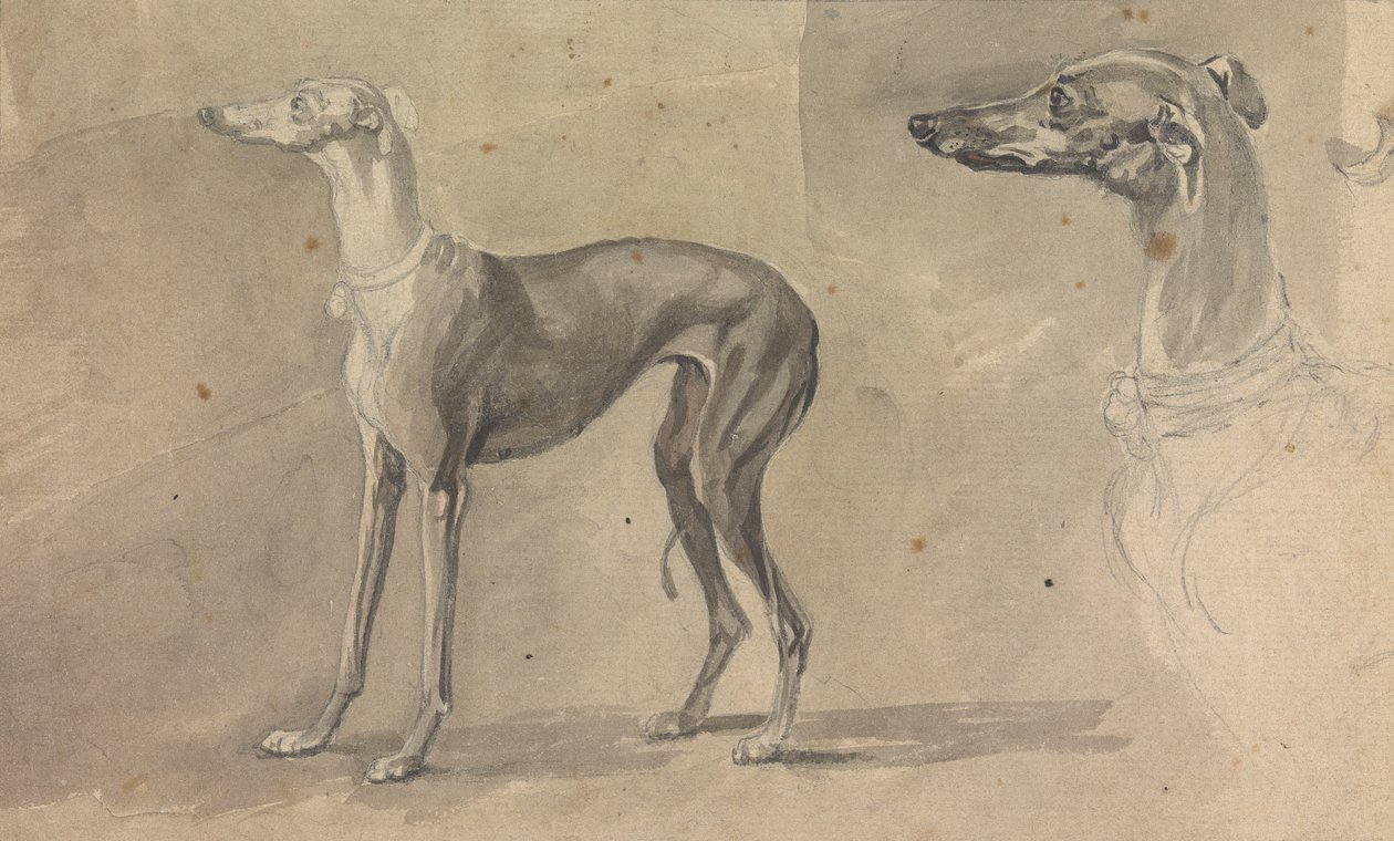 um galgo polonês autorstwa Sawrey Gilpin