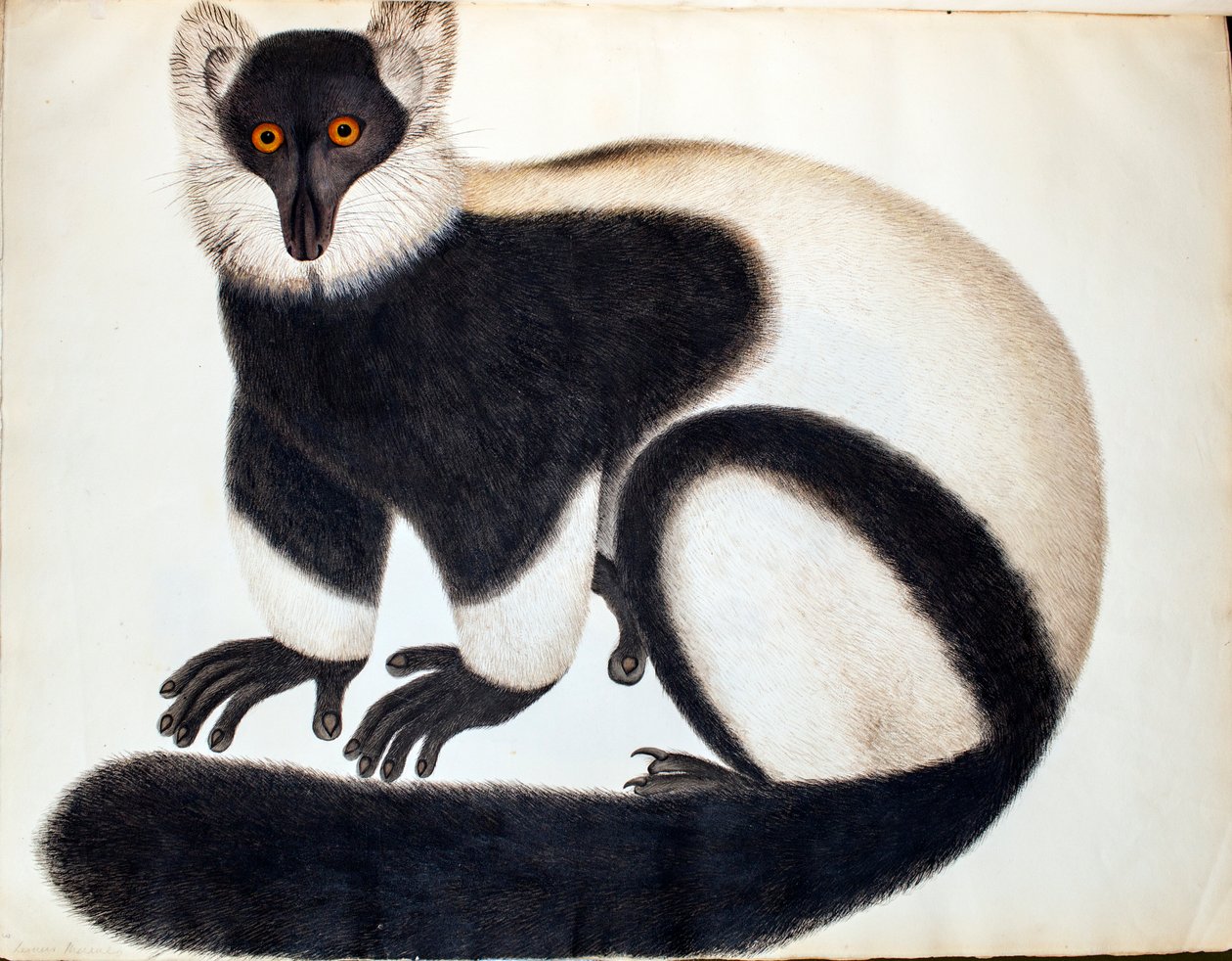 Czarno-biały lemur karbowany, z „Animals in the Reeves Collection”, rysunki z Chin, ok. 1829-31 (akwarela, farba do ciała i ołówek na papierze) autorstwa School Chinese