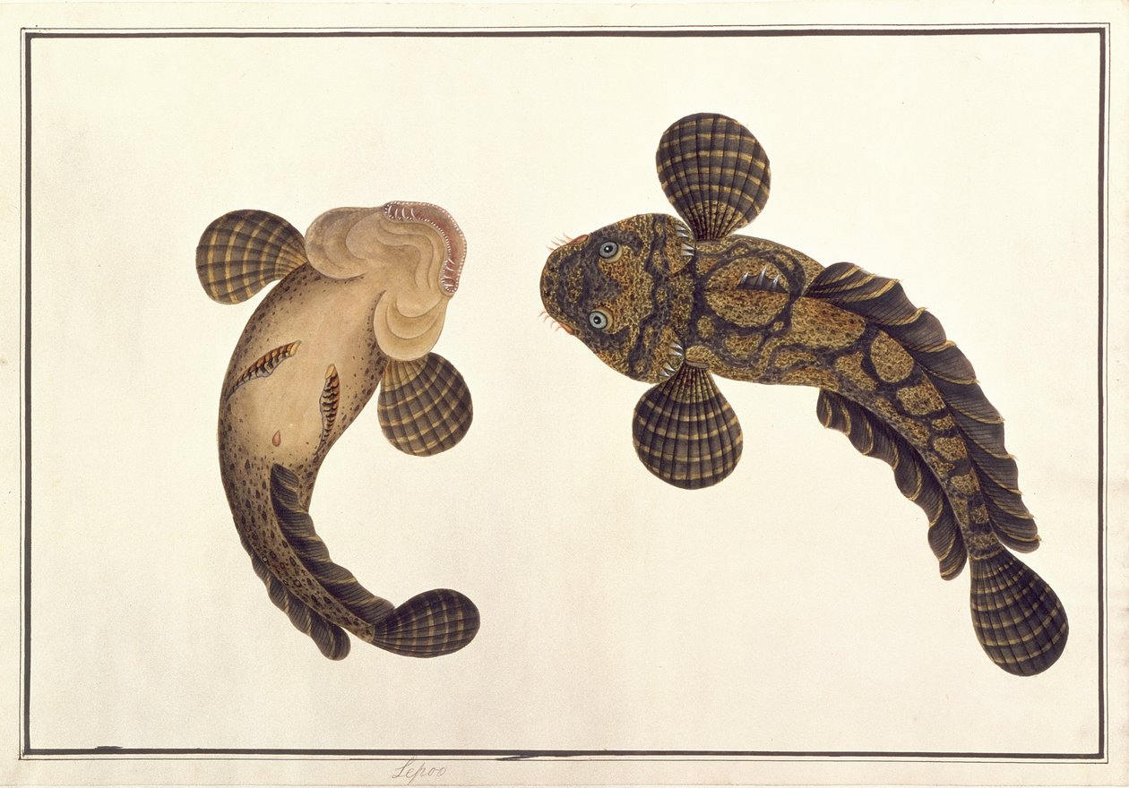 Lepoo, z „Rysunki zwierząt, owadów i gadów z Malakki”, ok. 1805-18 (gwasz i akwarela na papierze) autorstwa School Chinese