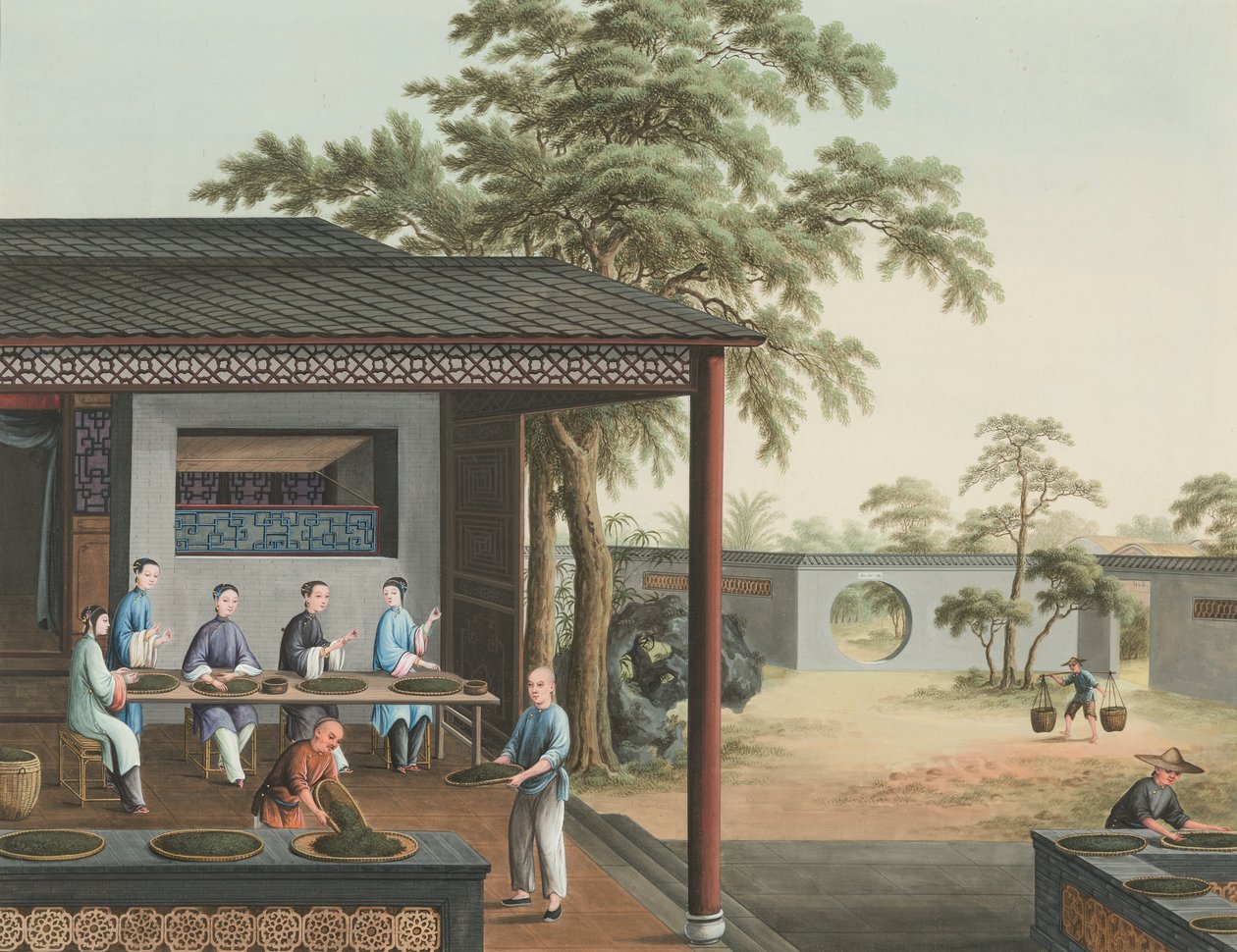 Produkcja herbaty, ok. 1820 (akwarela i złota farba na jedwabiu położonym na papierze) autorstwa School Chinese
