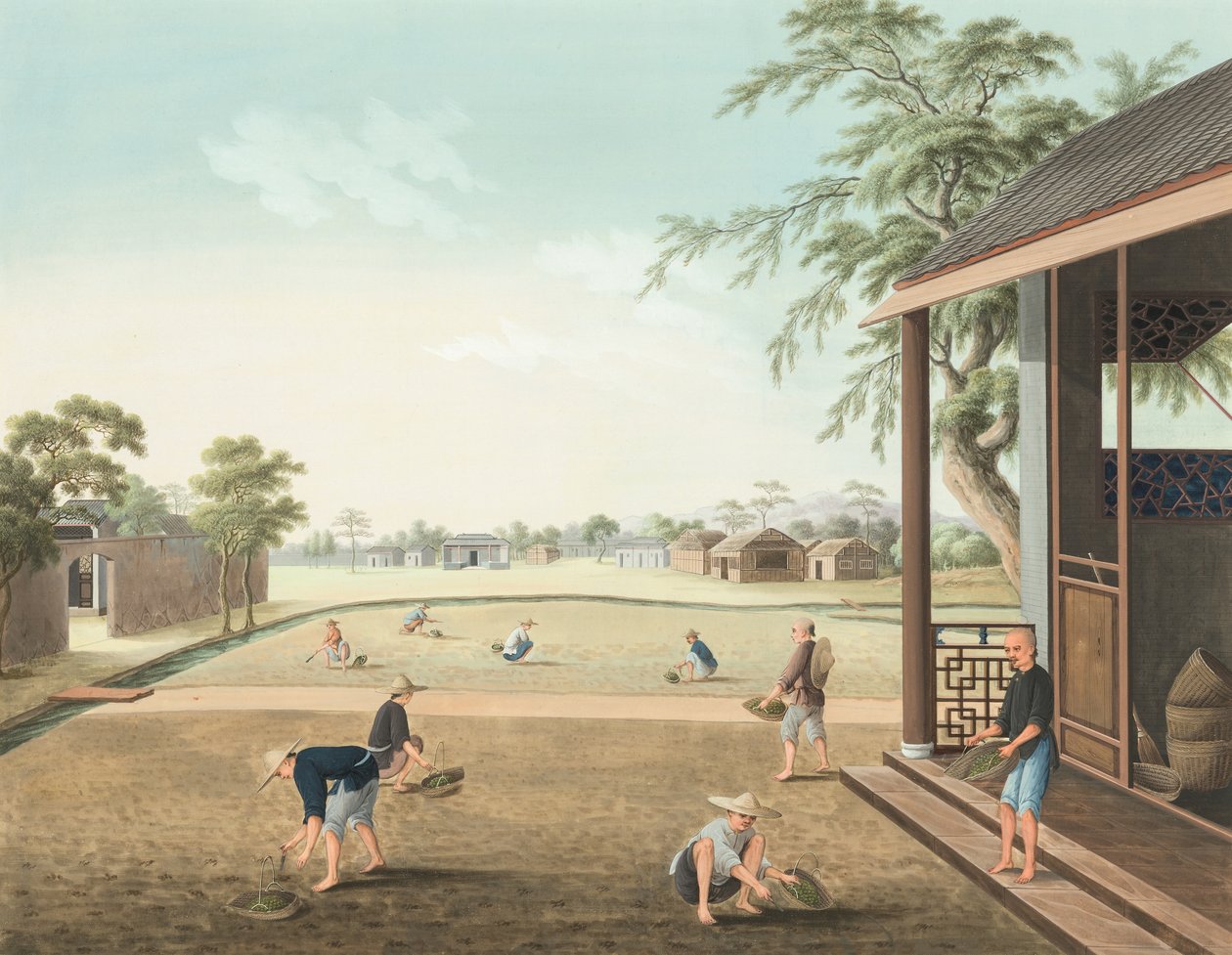 Produkcja herbaty, ok. 1820 (akwarela i złota farba na jedwabiu położonym na papierze) autorstwa School Chinese