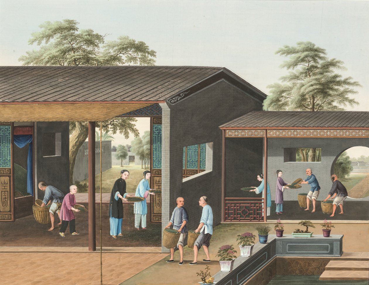 Produkcja herbaty, ok. 1820 (akwarela i złota farba na jedwabiu położonym na papierze) autorstwa School Chinese