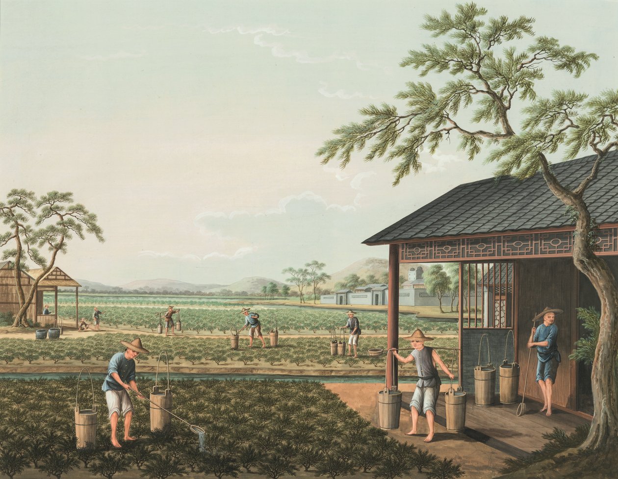Produkcja herbaty, ok. 1820 (akwarela i złota farba na jedwabiu położonym na papierze) autorstwa School Chinese