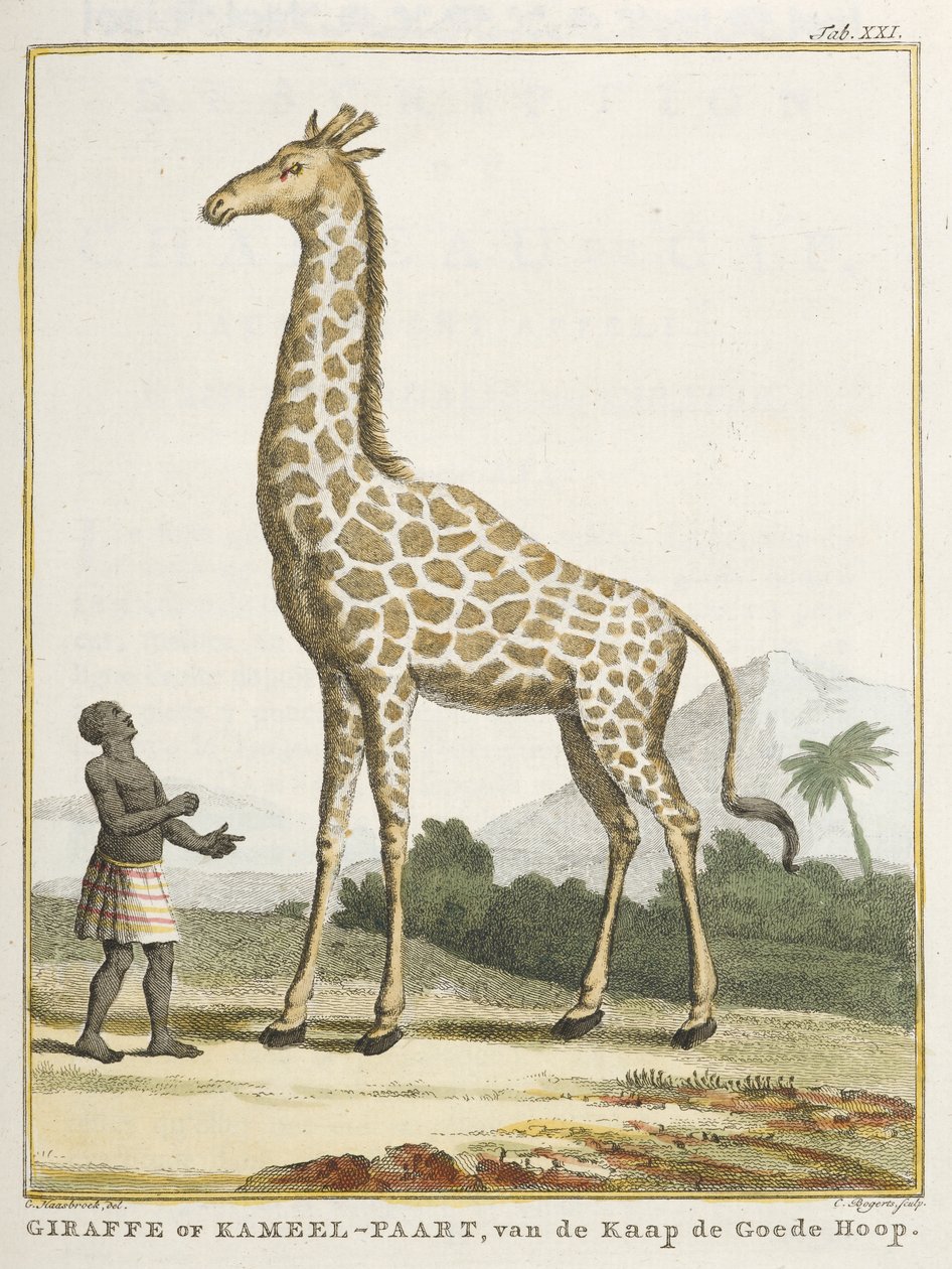 Żyrafa lub Kameel-paart, ilustracja z „Uwagi o szkielecie żyrafy...” autorstwa School Dutch