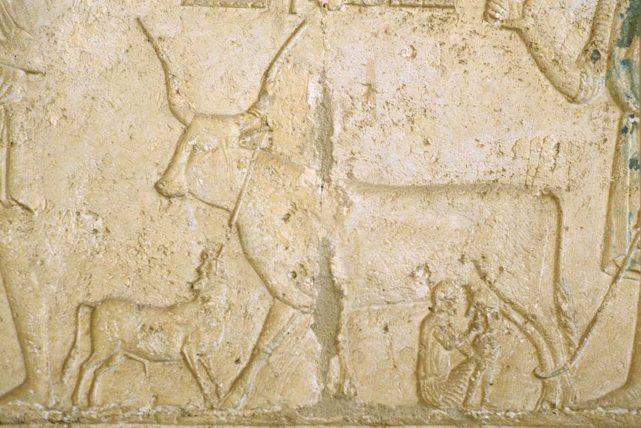 Starożytny Egipt, rzeźba ścienna, grobowiec Petosiris, Tuna el Gebel, 300 p.n.e., dojenie krowy (zdjęcie) autorstwa School Egyptian