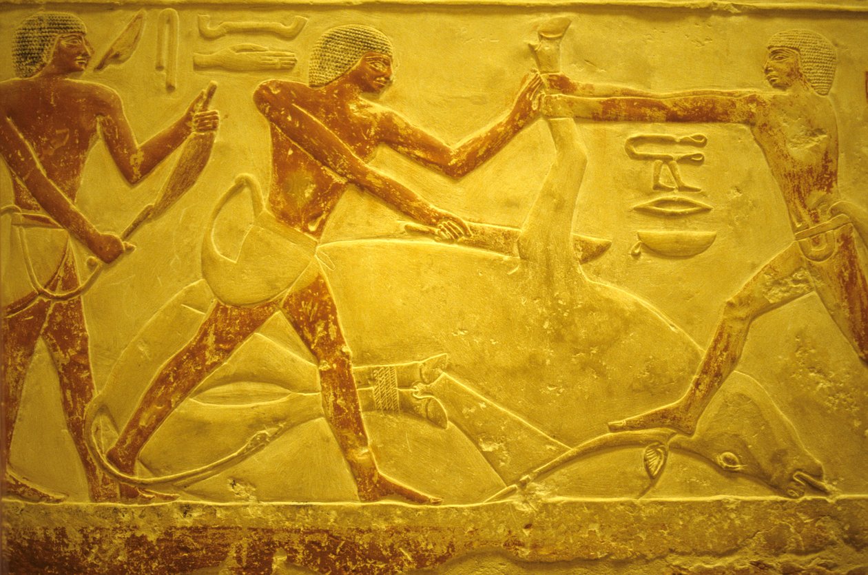 Starożytny Egipt, Rzeźba/malarstwo ścienne, Mastaba/Grobowiec Idout, Sakkara, 2323-2150 p.n.e., Byk zamordowany w celu złożenia ofiary (zdjęcie) autorstwa School Egyptian