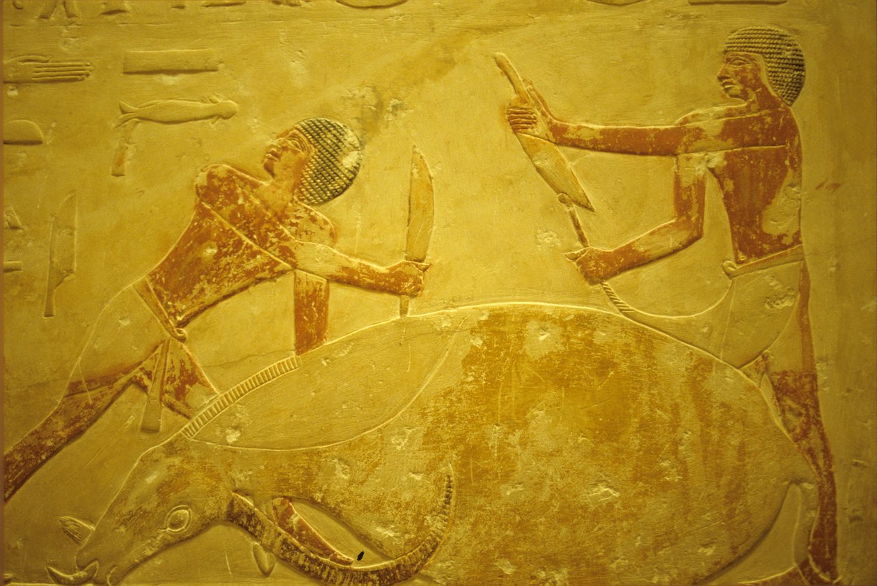 Muinainen Egypti, Seinien kaiverrus/maalaus, Mastaba/Idoutin hauta, Saqqara, 2323-2150 eKr., Härkä teurastettu uhraukseksi (valokuva)kiillotus autorstwa School Egyptian