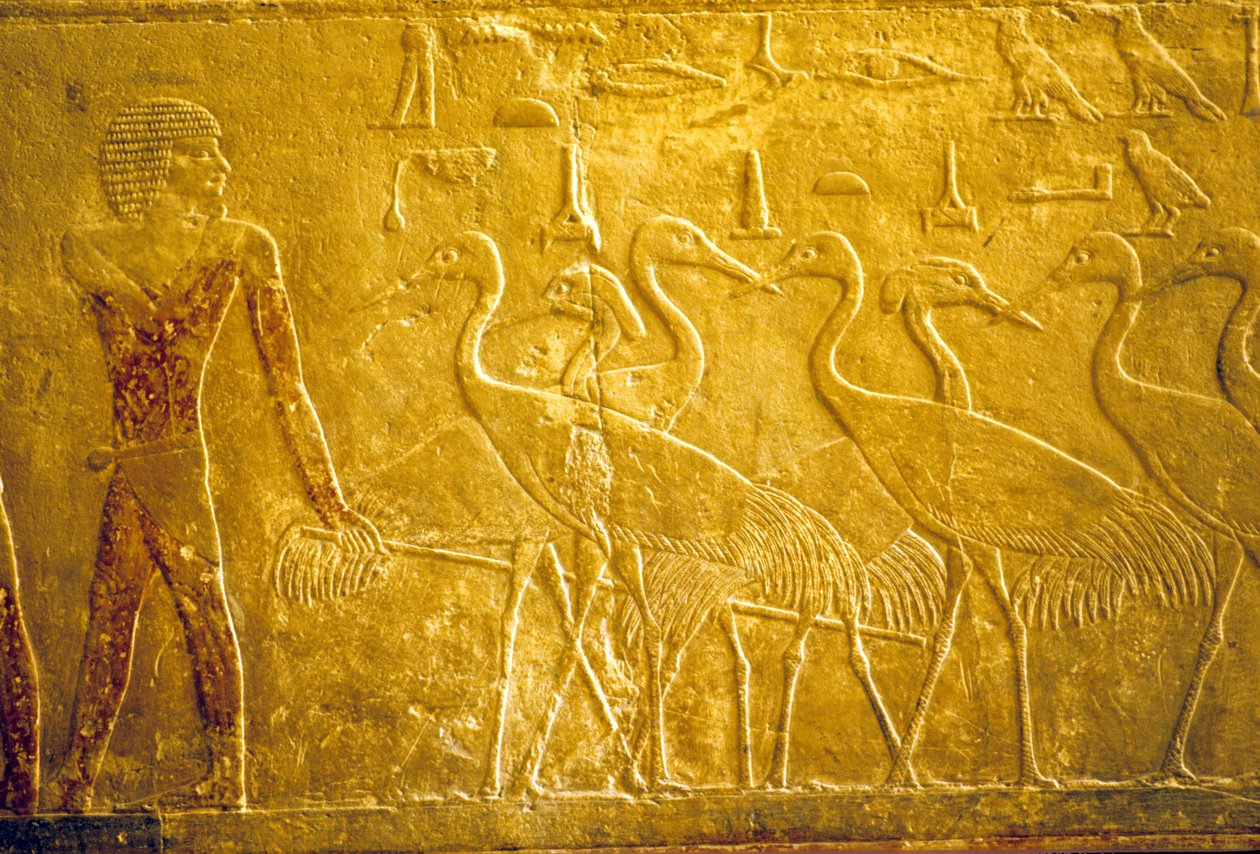 Starożytny Egipt, Rzeźba/malarstwo ścienne, Mastaba/Grobowiec Ti, Sakkara, V dynastia, Rolnik prowadzący oswojone żurawie (zdjęcie) autorstwa School Egyptian