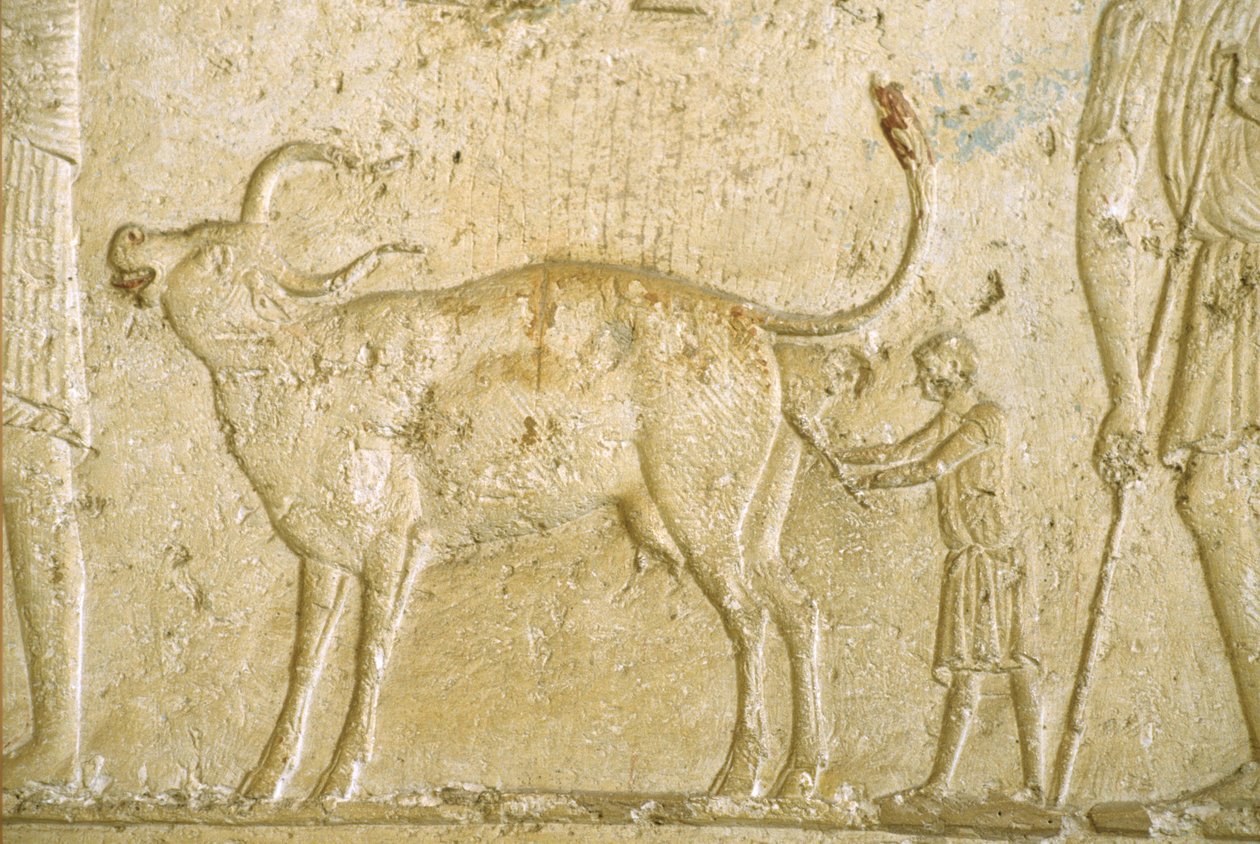 Muinainen Egypti, Seinien kaiverrus/maalaus, Petosiris-hauta, Tuna Gabel, Tuna el Gebel, 300 eKr., Auta lehmää synnyttämään (valokuva) kiillotus autorstwa School Egyptian