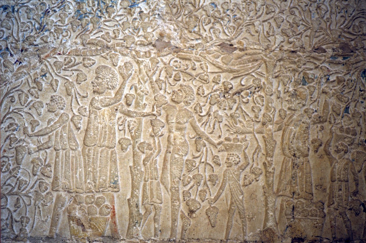 Starożytny Egipt, Rzeźba/malarstwo ścienne, , Grobowiec Petosiris, Tuna el Gebel, 300 p.n.e., Zbieranie winogron do produkcji wina (zdjęcie) autorstwa School Egyptian
