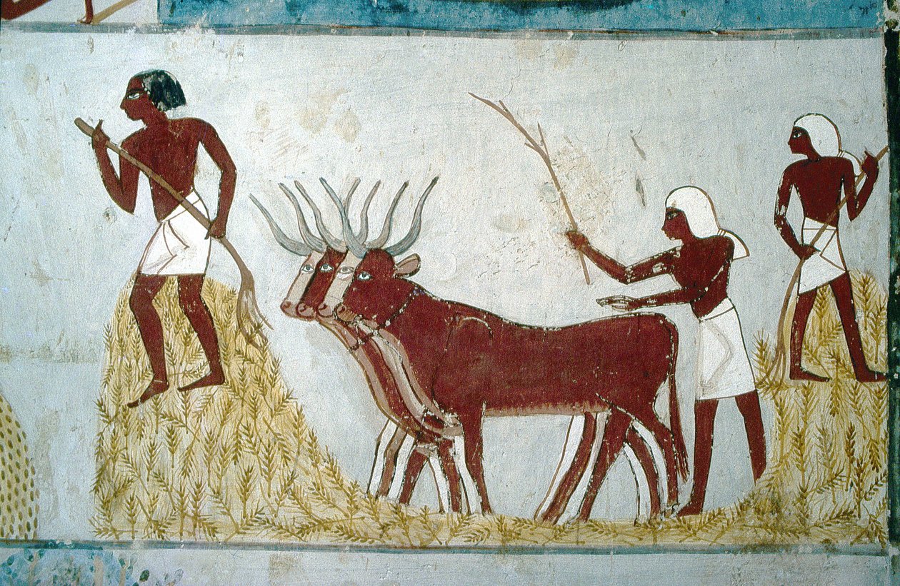 Luksor, Teby: Grobowce szlachty: grobowiec Nakht. Scena rolnicza. Dolina Szlachetnych. autorstwa School Egyptian