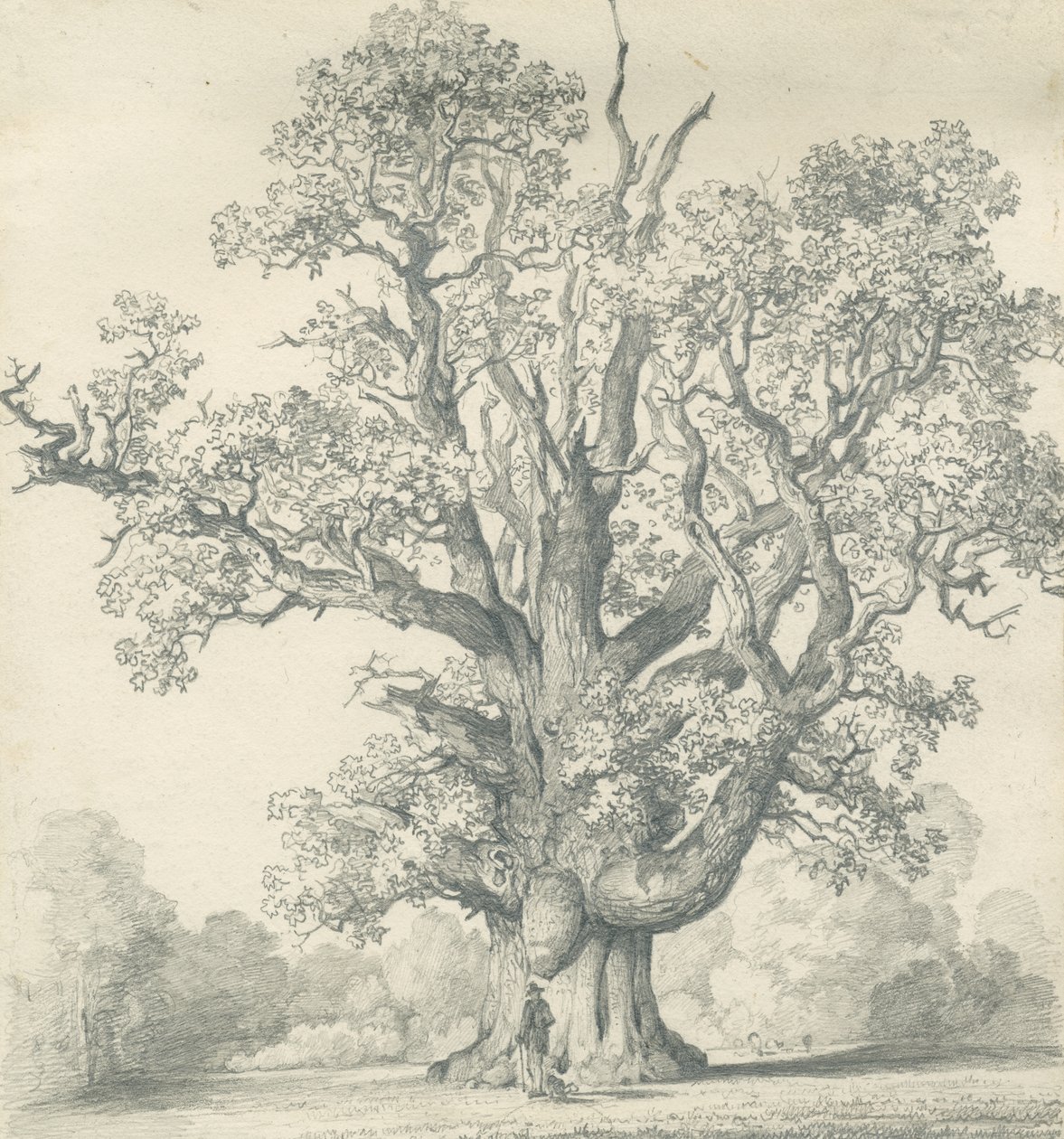 Needwood - Swilcar Oak: rysunek ołówkiem, nd [?XIX w.] (rysunek) autorstwa School English