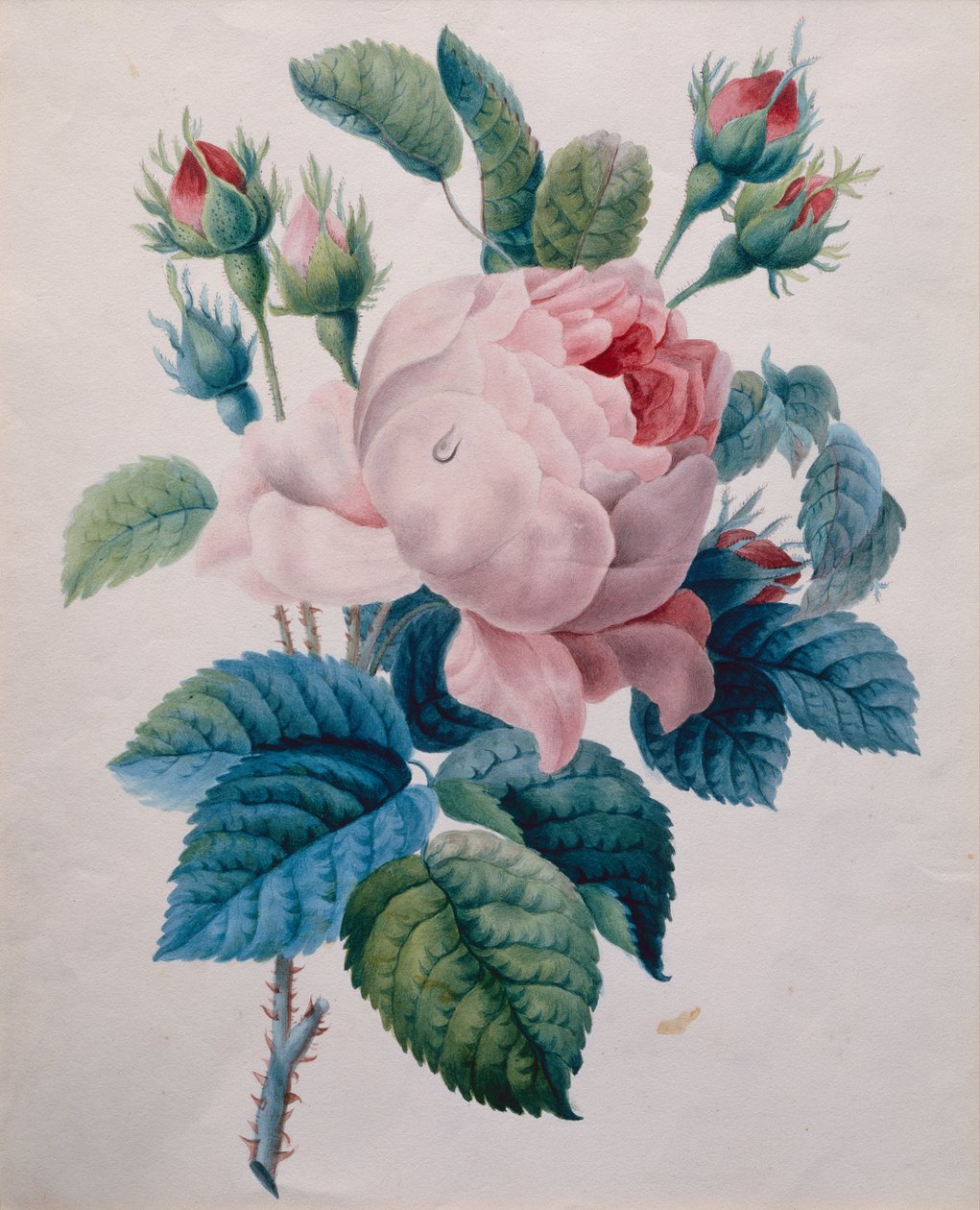 Róża (ołówek i akwarela) autorstwa School French