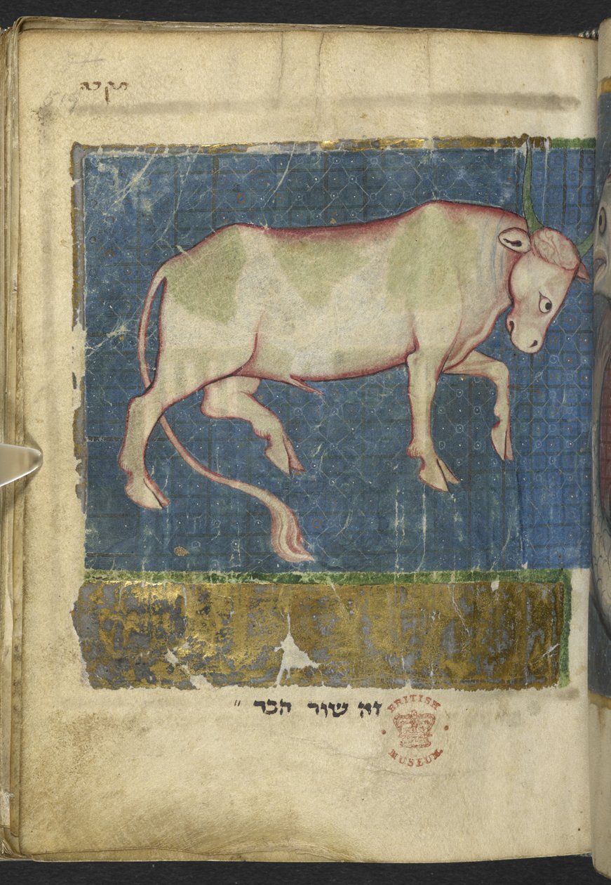 Dodaj MS 11639 f.519t Byk, z Miscellany biblijnych i innych tekstów (