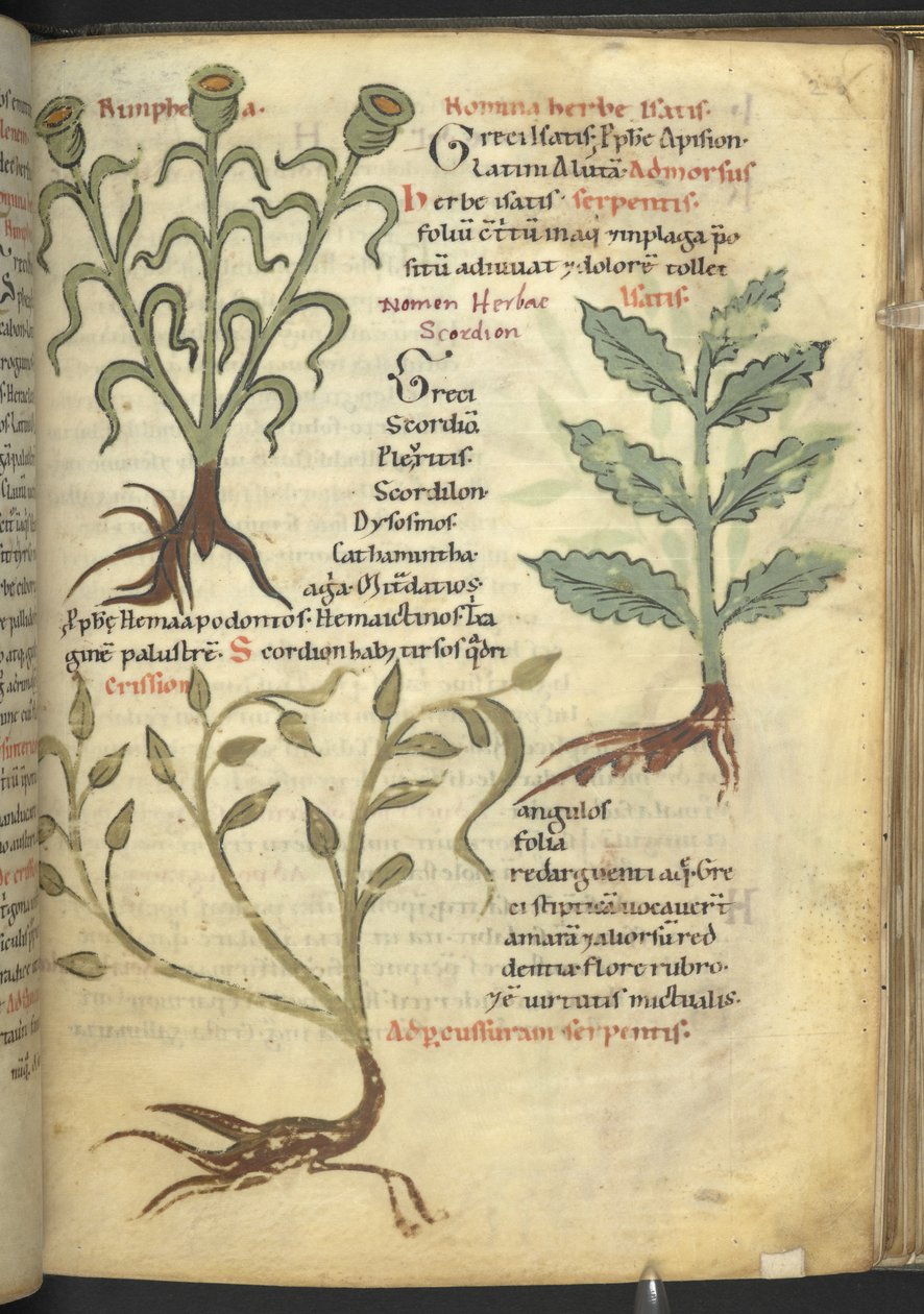 Harley 4986 f.23 Nymphia; Isatis; Crision, z „De medicaminibus herbarum liber (A herbal)” Pseudo-Apuleius Platonicus, autorstwa School German
