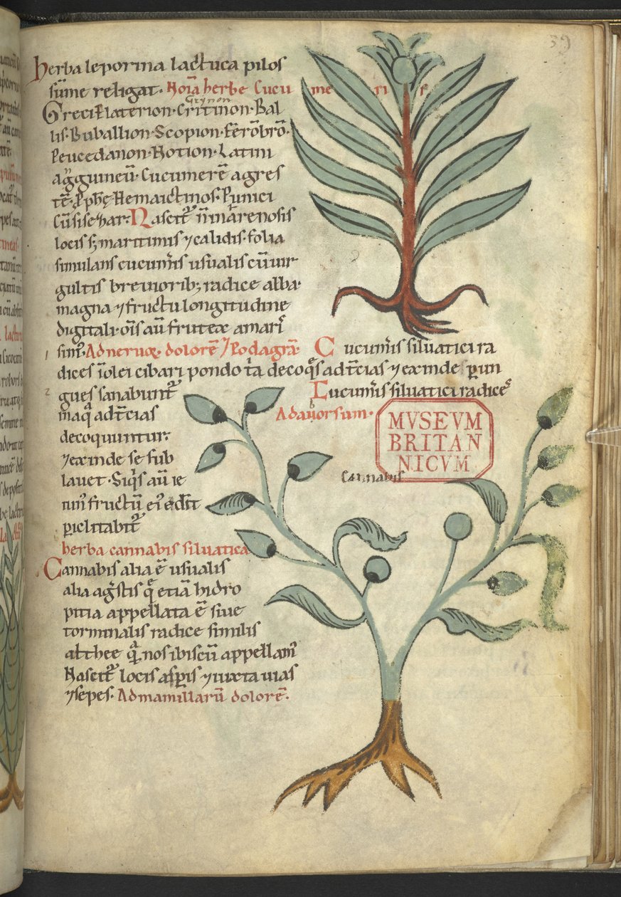 Harley 4986, f.39 Ogórek; Konopie indyjskie, z „Księgi leków ziołowych” (Ziele) (tusz i kolor na płótnie) autorstwa School German