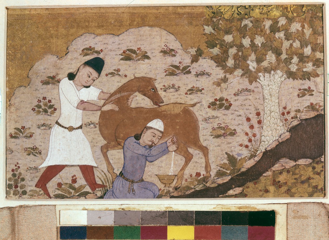 Dojenie onagera, koniec XV w. (akwarela, gwasz, kolor biały, tusz na papierze) autorstwa School Iranian