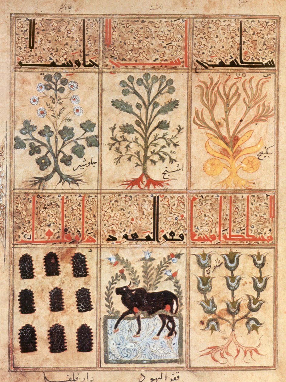 Ilustracja z księgi antidotów „Kitab al-Diryaq” autorstwa Pseudo-Gallena (welum) autorstwa School Iraqi