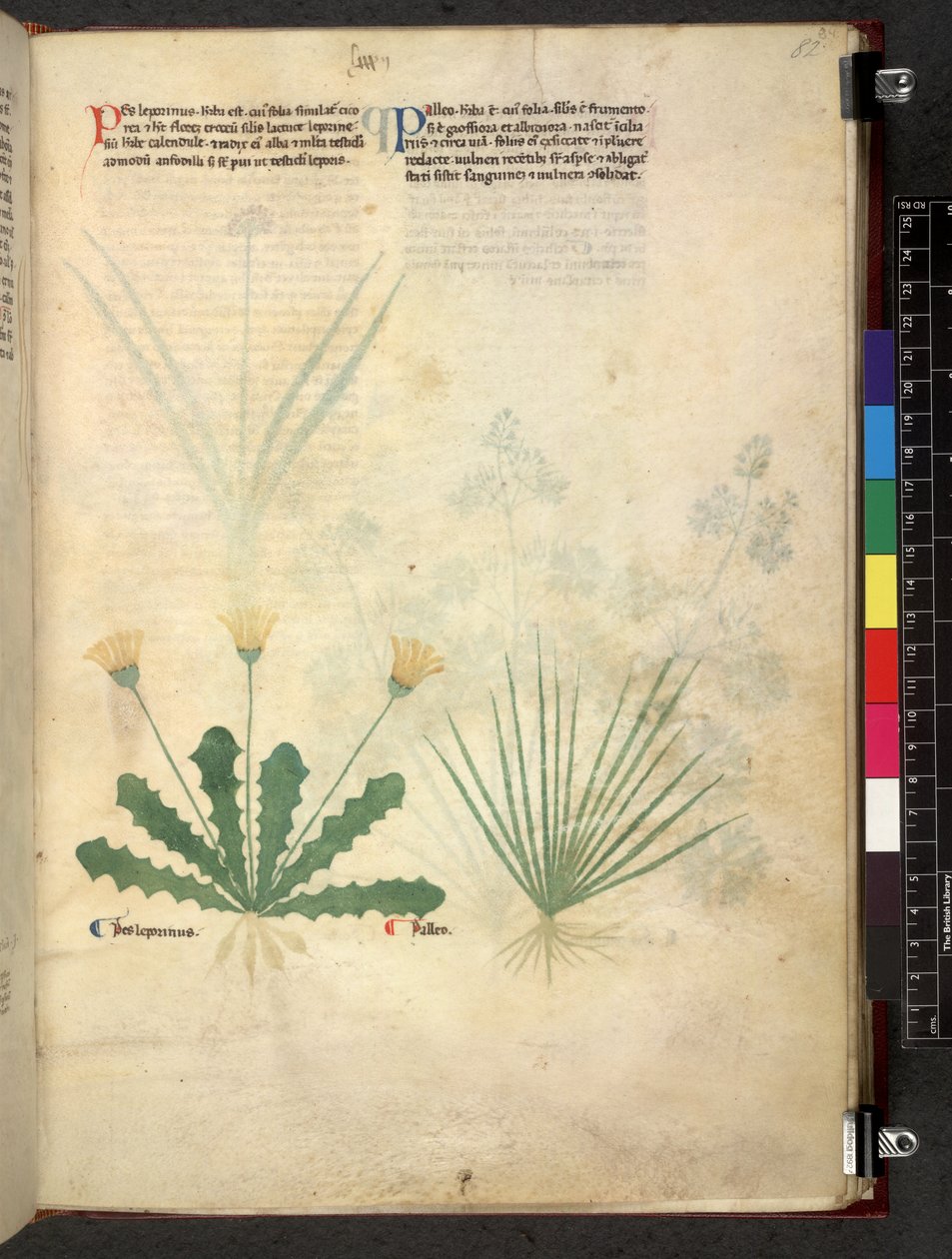 Egerton 747 Tractatus de herbis (ziołowy) c.1280-1310 (tusz i kolor na welinie) autorstwa School Italian