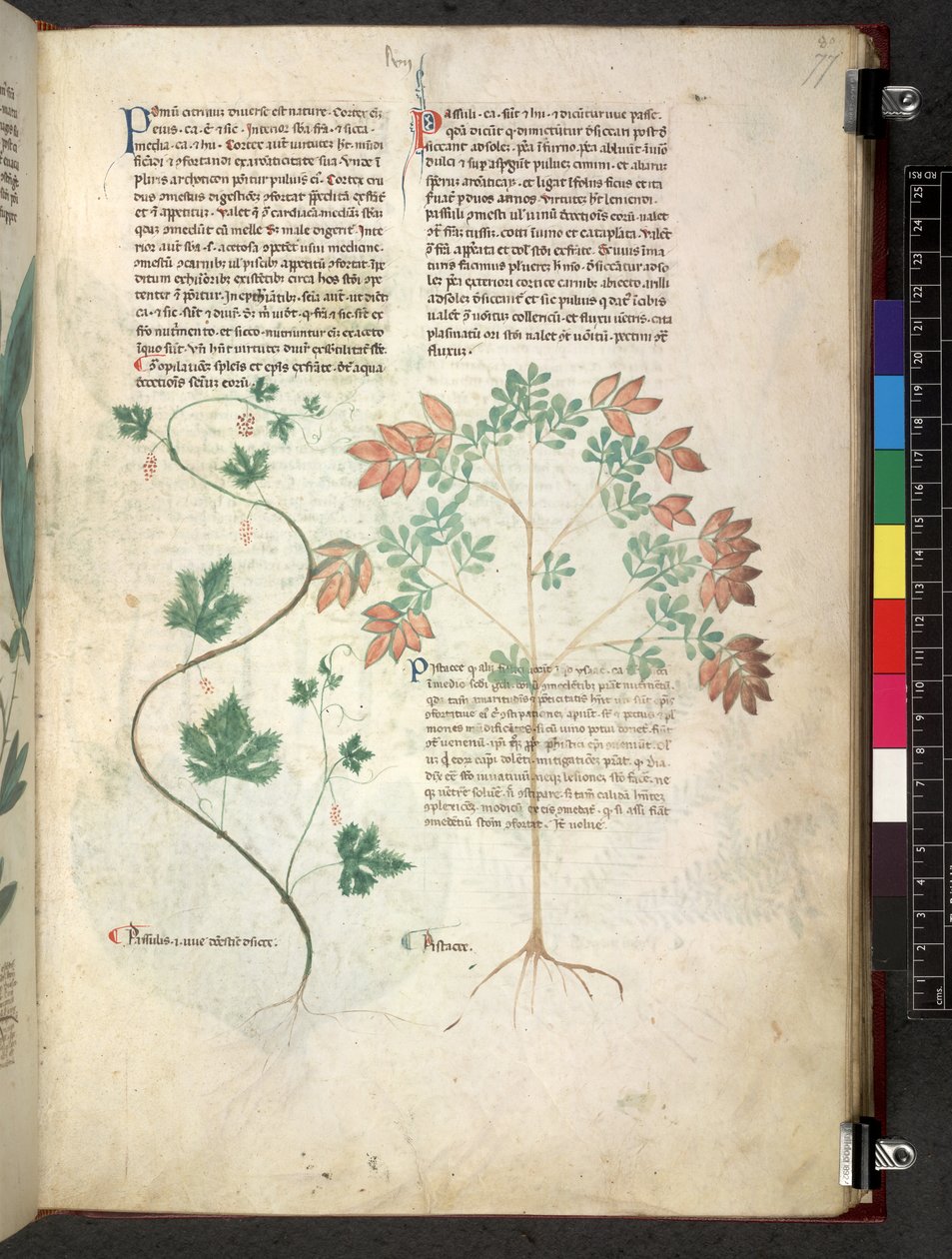 Egerton 747 Tractatus de herbis (ziołowy) c.1280-1310 (tusz i kolor na welinie) autorstwa School Italian