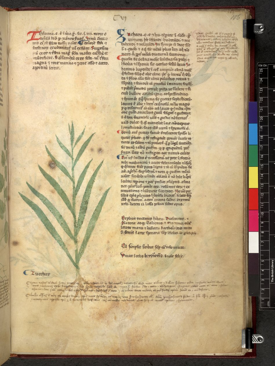 Egerton 747 Tractatus de herbis (ziołowy) c.1280-1310 (tusz i kolor na welinie) autorstwa School Italian
