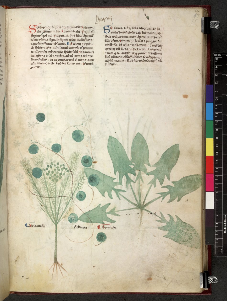 Egerton 747 Tractatus de herbis (ziołowy) c.1280-1310 (tusz i kolor na welinie) autorstwa School Italian