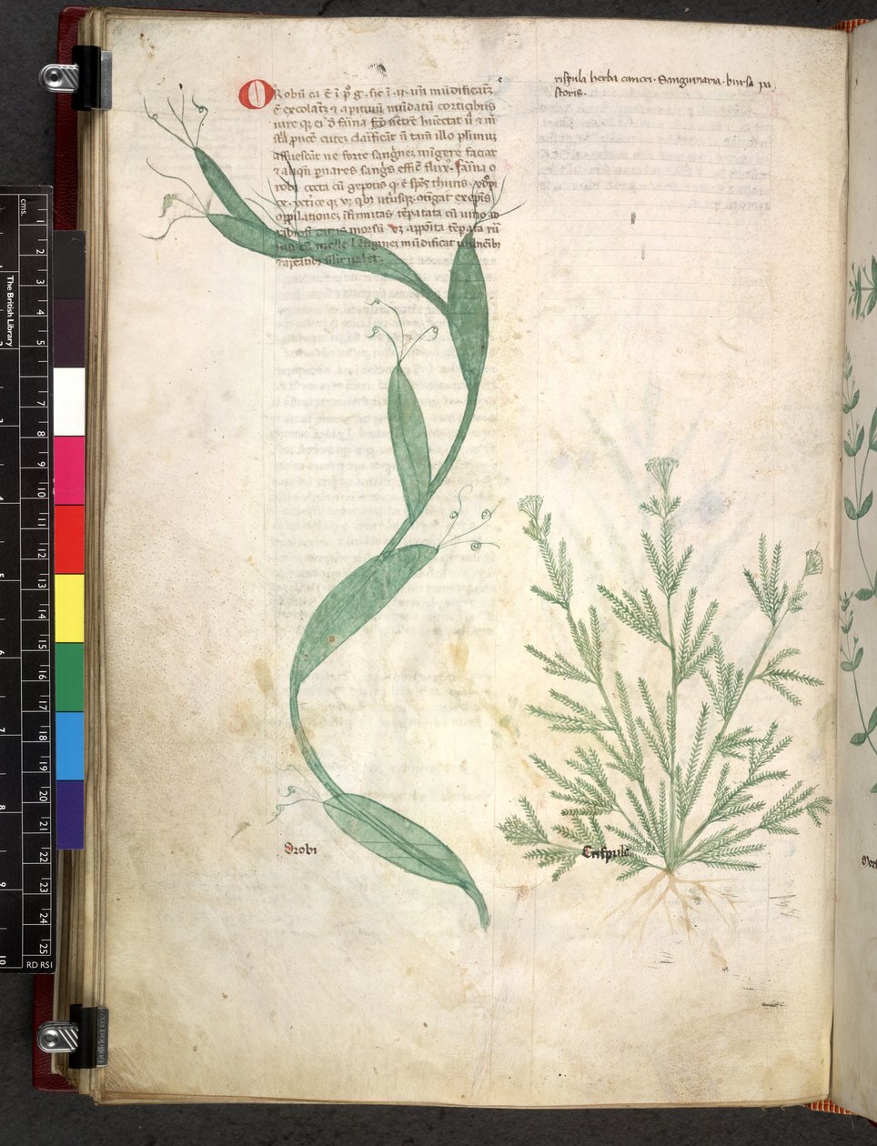 Egerton 747 Tractatus de herbis (ziołowy) c.1280-1310 (tusz i kolor na welinie) autorstwa School Italian