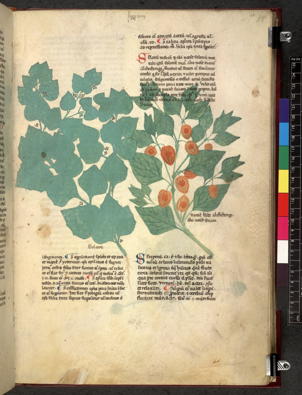 Egerton 747 Tractatus de herbis (ziołowy) c.1280-1310 (tusz i kolor na welinie) autorstwa School Italian
