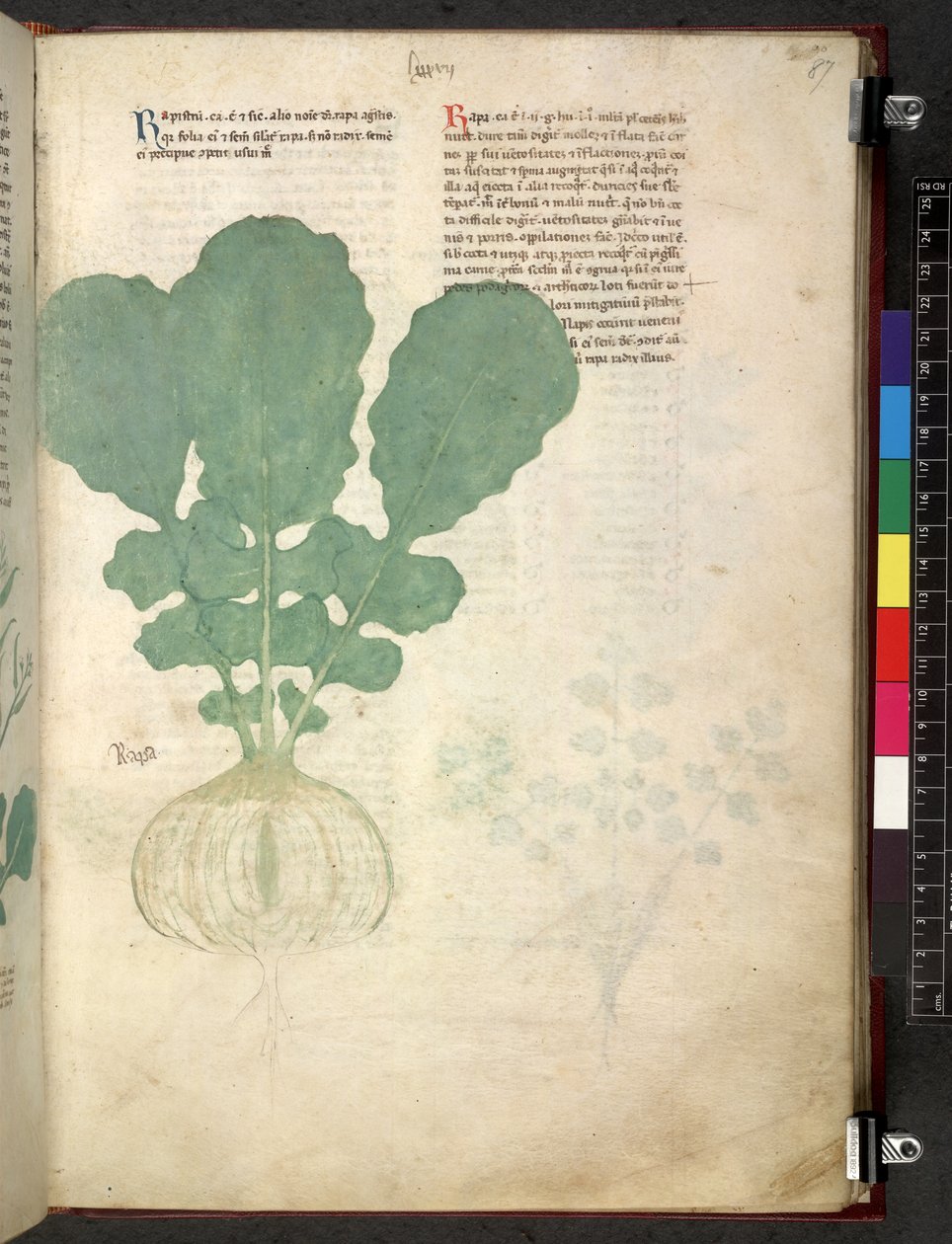 Egerton 747 Tractatus de herbis (ziołowy) c.1280-1310 (tusz i kolor na welinie) autorstwa School Italian