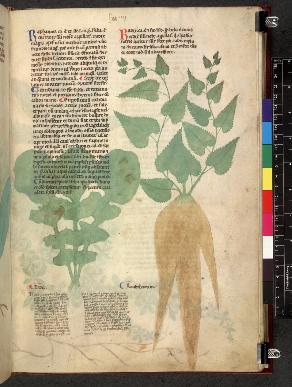 Egerton 747 Tractatus de herbis (ziołowy) c.1280-1310 (tusz i kolor na welinie) autorstwa School Italian