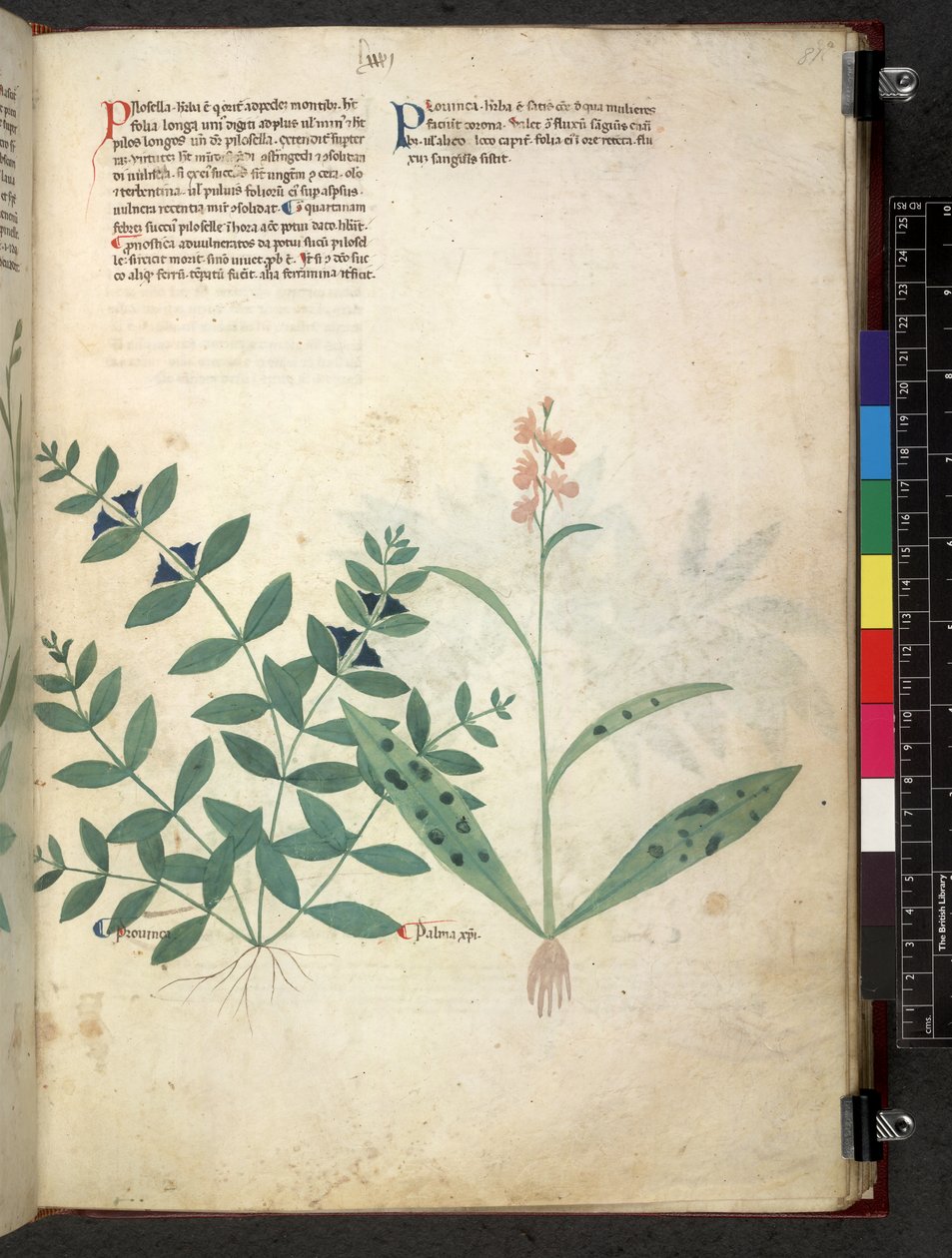 Egerton 747 Tractatus de herbis (ziołowy) c.1280-1310 (tusz i kolor na welinie) autorstwa School Italian