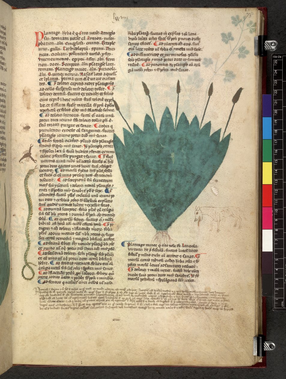 Egerton 747 Tractatus de herbis (ziołowy) c.1280-1310 (tusz i kolor na welinie) autorstwa School Italian