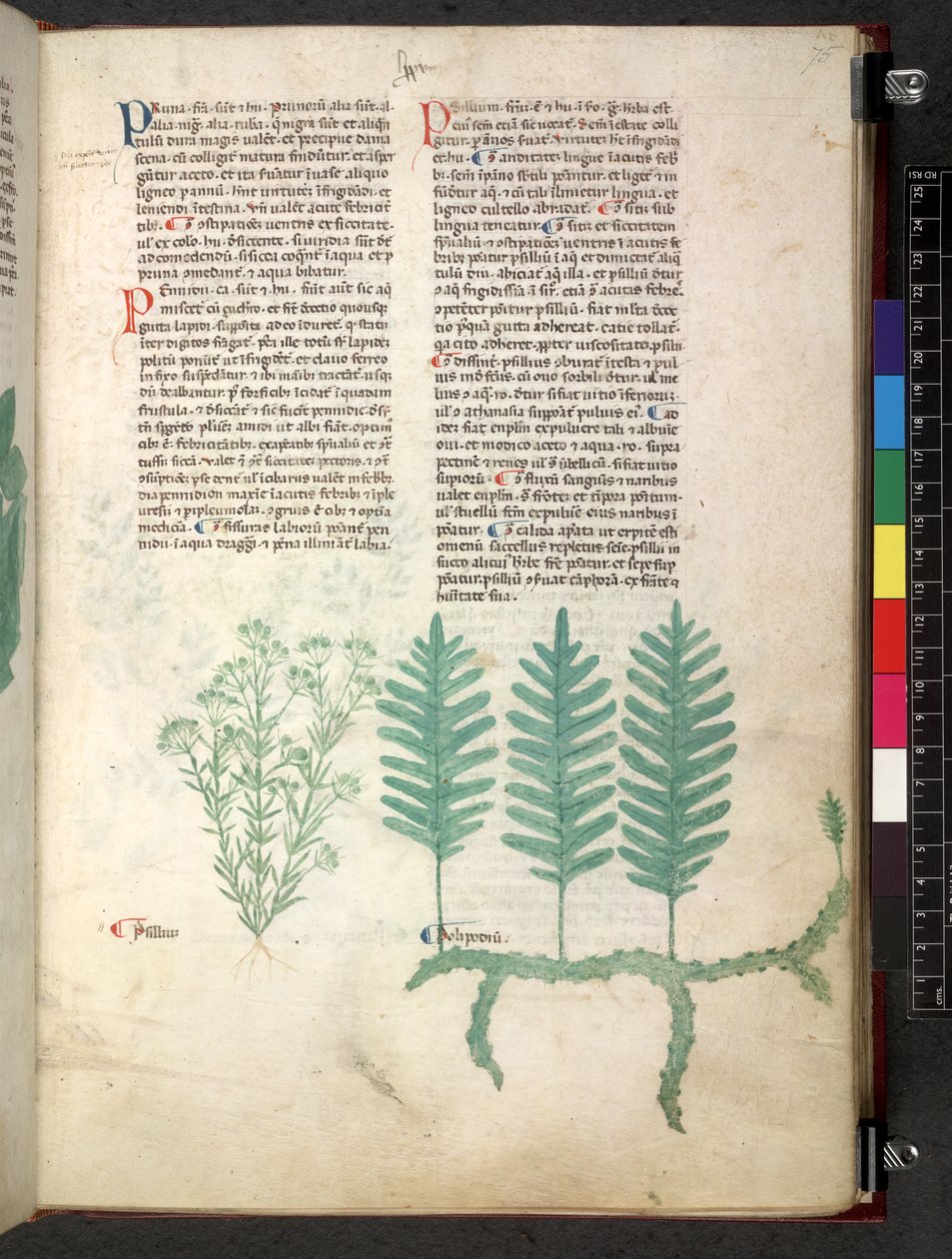 Egerton 747 Tractatus de herbis (ziołowy) c.1280-1310 (tusz i kolor na welinie) autorstwa School Italian
