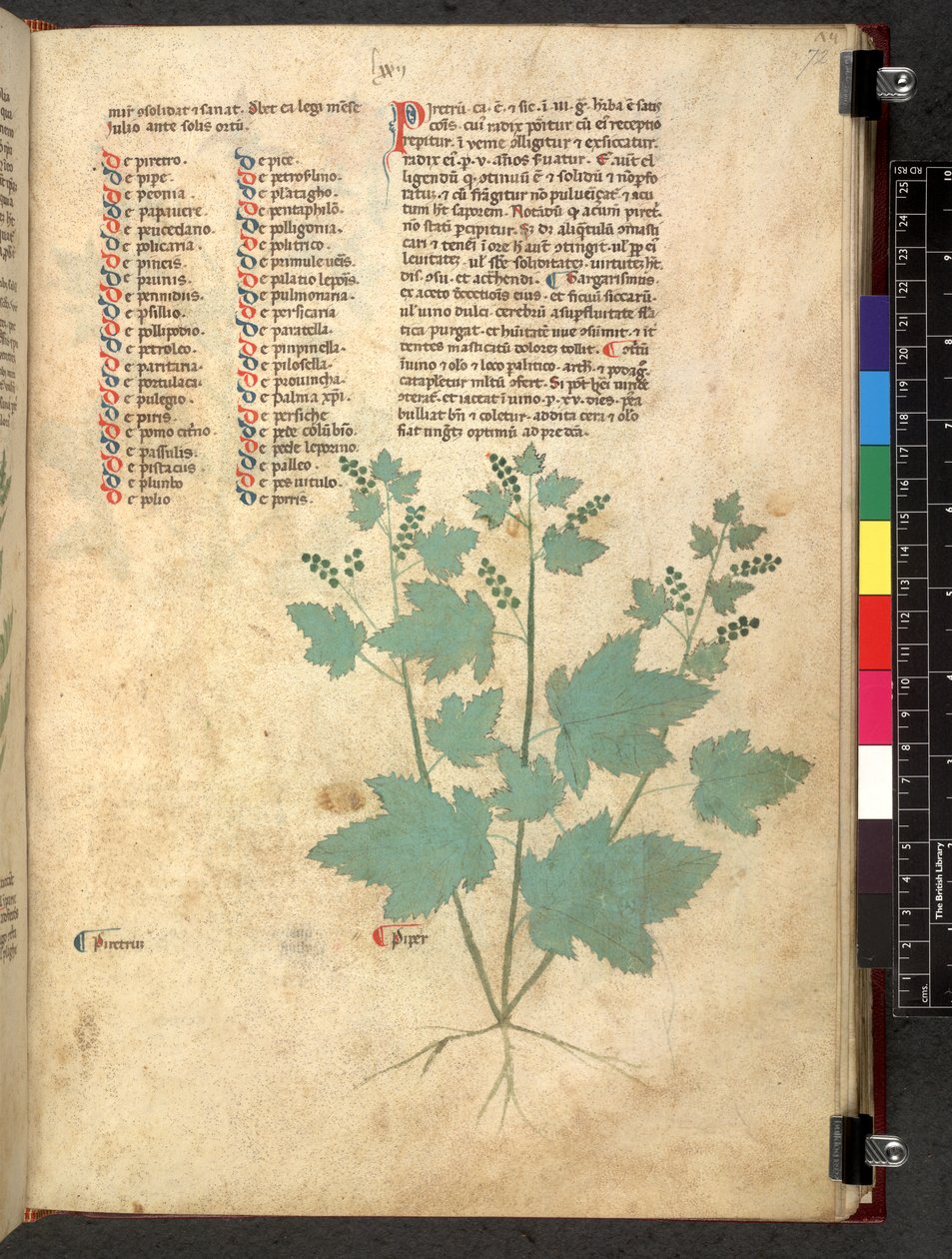 Egerton 747 Tractatus de herbis (ziołowy) c.1280-1310 (tusz i kolor na welinie) autorstwa School Italian