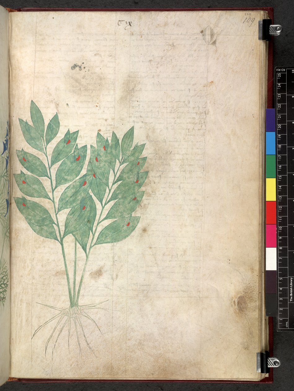 Egerton 747 Tractatus de herbis (ziołowy) c.1280-1310 (tusz i kolor na welinie) autorstwa School Italian
