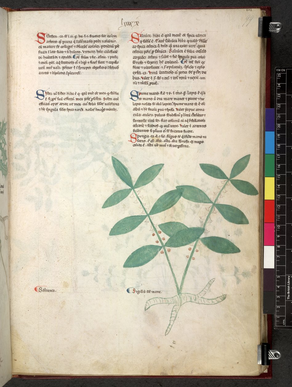 Egerton 747 Tractatus de herbis (ziołowy) c.1280-1310 (tusz i kolor na welinie) autorstwa School Italian