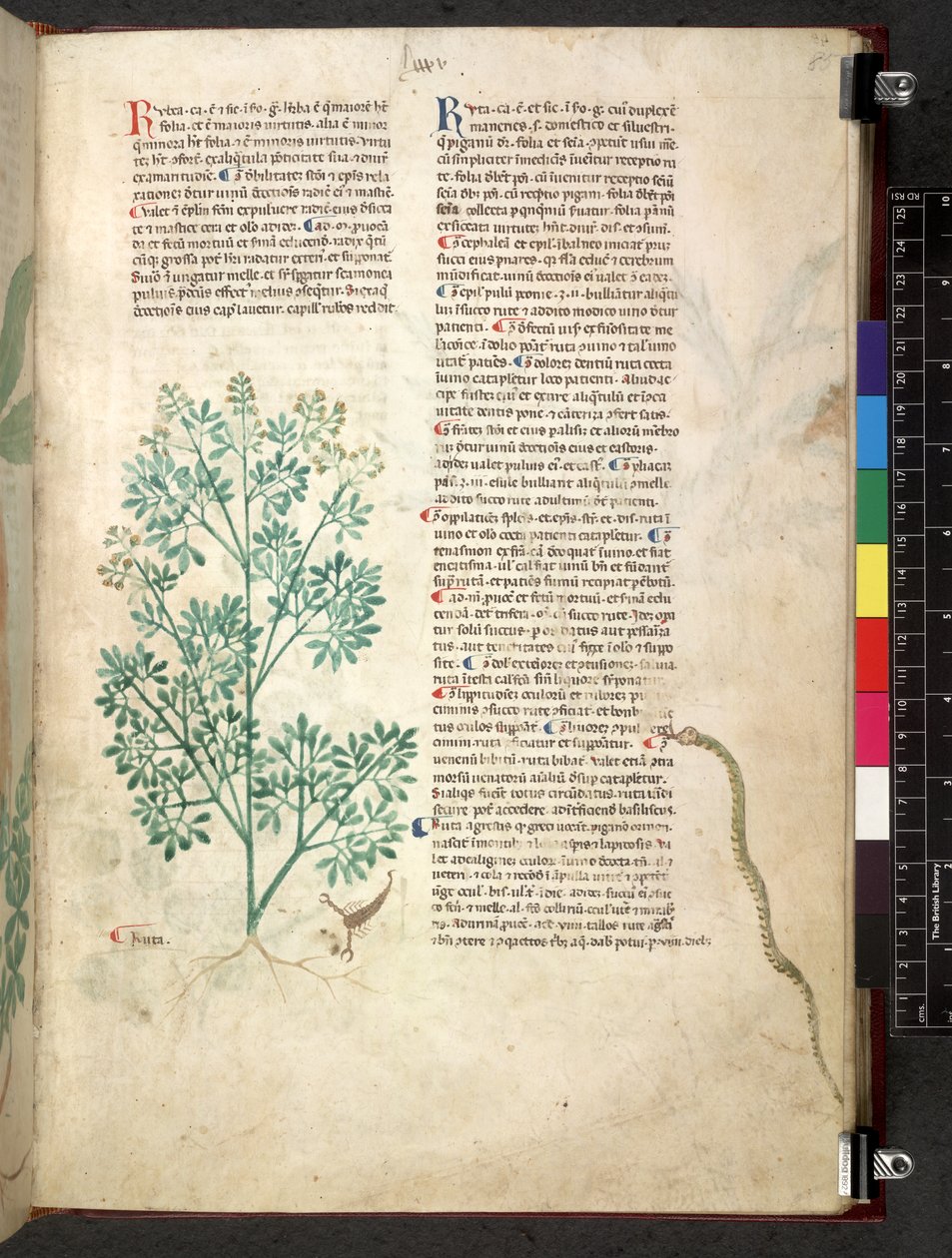 Egerton 747 Tractatus de herbis (ziołowy) c.1280-1310 (tusz i kolor na welinie) autorstwa School Italian