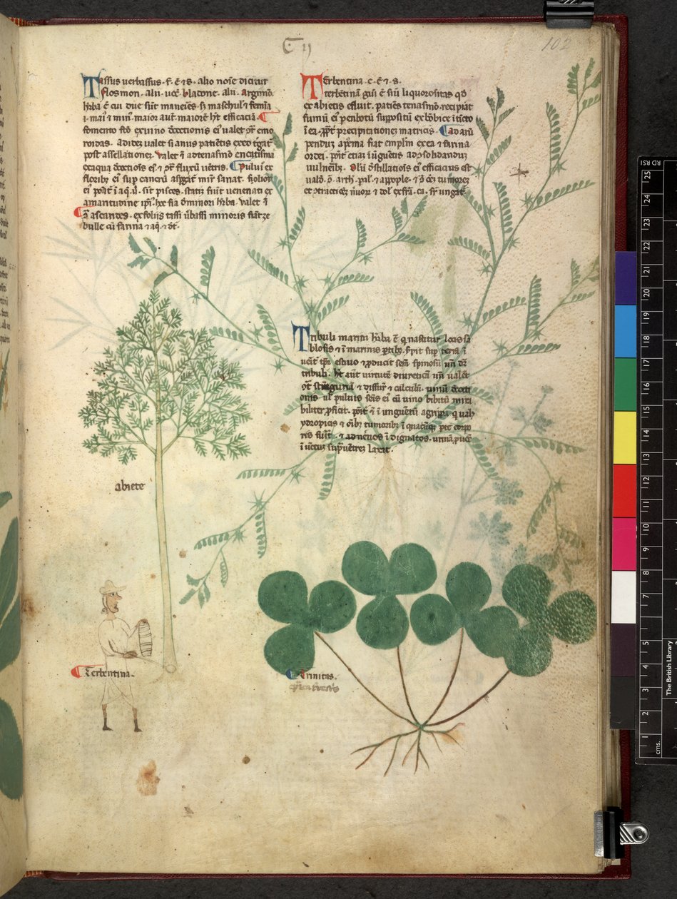Egerton 747 Tractatus de herbis (ziołowy) c.1280-1310 (tusz i kolor na welinie) autorstwa School Italian