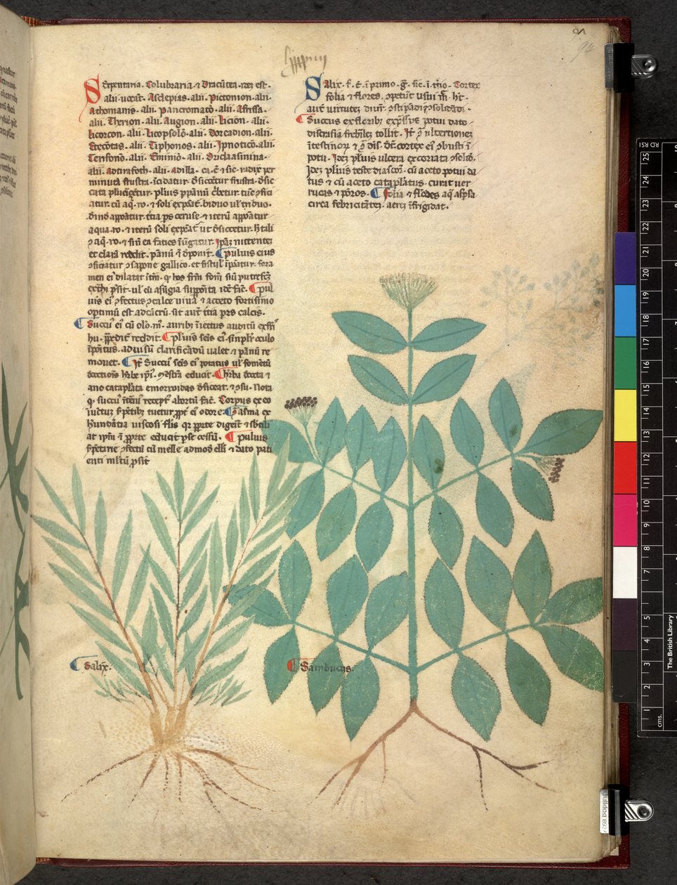 Egerton 747 Tractatus de herbis (ziołowy) c.1280-1310 (tusz i kolor na welinie) autorstwa School Italian