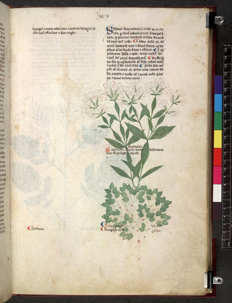 Egerton 747 Tractatus de herbis (ziołowy) c.1280-1310 (tusz i kolor na welinie) autorstwa School Italian