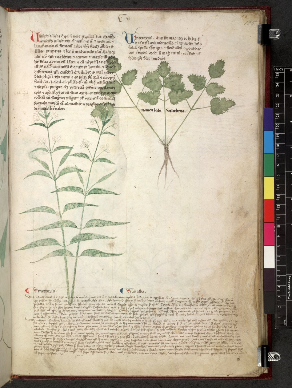 Egerton 747 Tractatus de herbis (ziołowy) c.1280-1310 (tusz i kolor na welinie) autorstwa School Italian