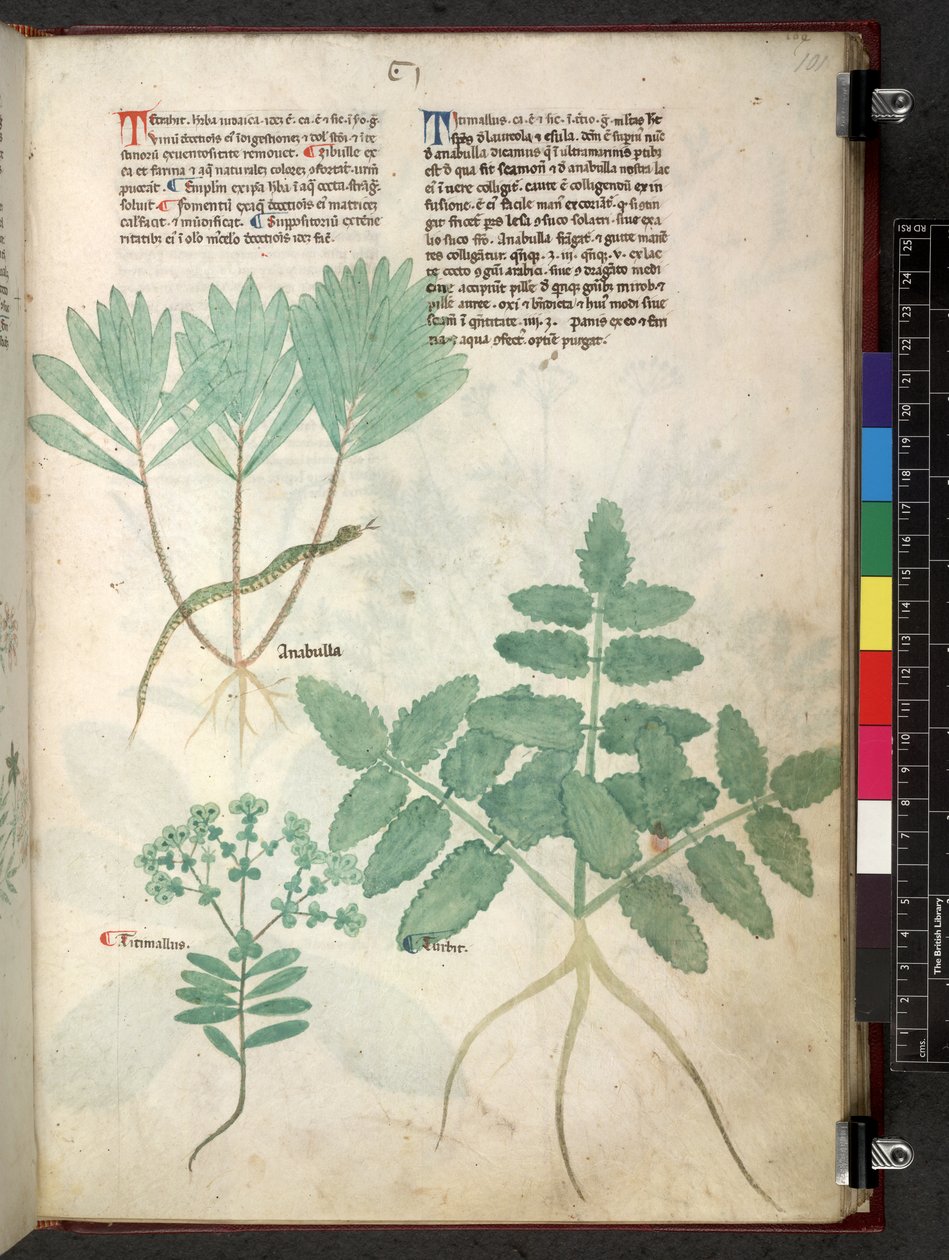 Egerton 747 Tractatus de herbis (ziołowy) c.1280-1310 (tusz i kolor na welinie) autorstwa School Italian