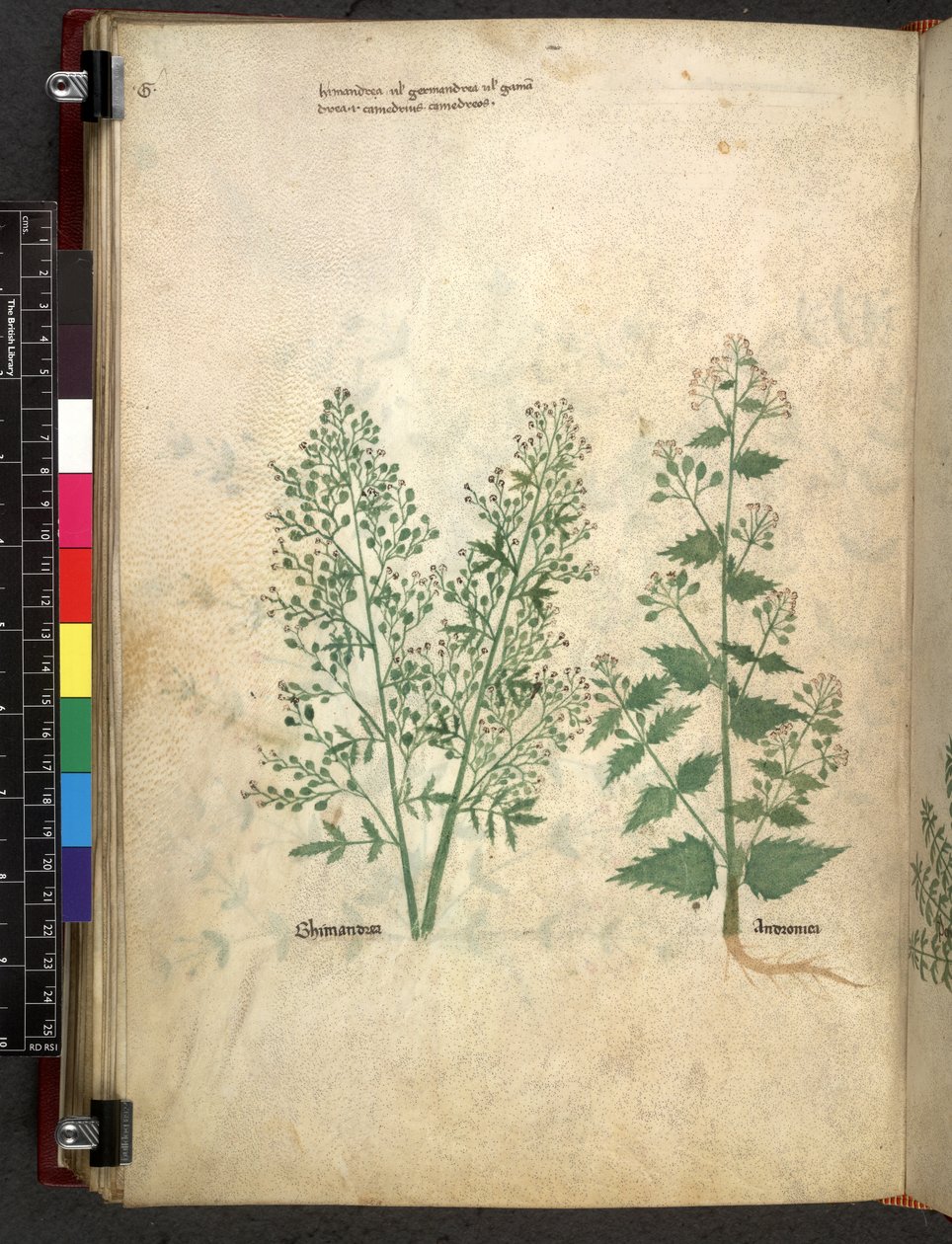 Egerton 747 Tractatus de herbis (ziołowy) c.1280-1310 (tusz i kolor na welinie) autorstwa School Italian