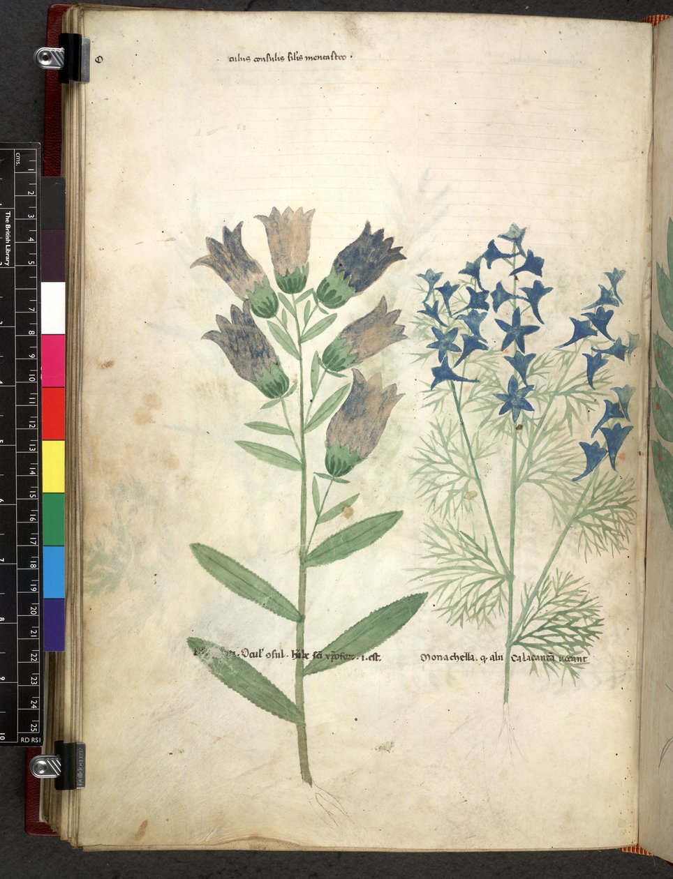 Egerton 747 Tractatus de herbis (ziołowy) c.1280-1310 (tusz i kolor na welinie) autorstwa School Italian