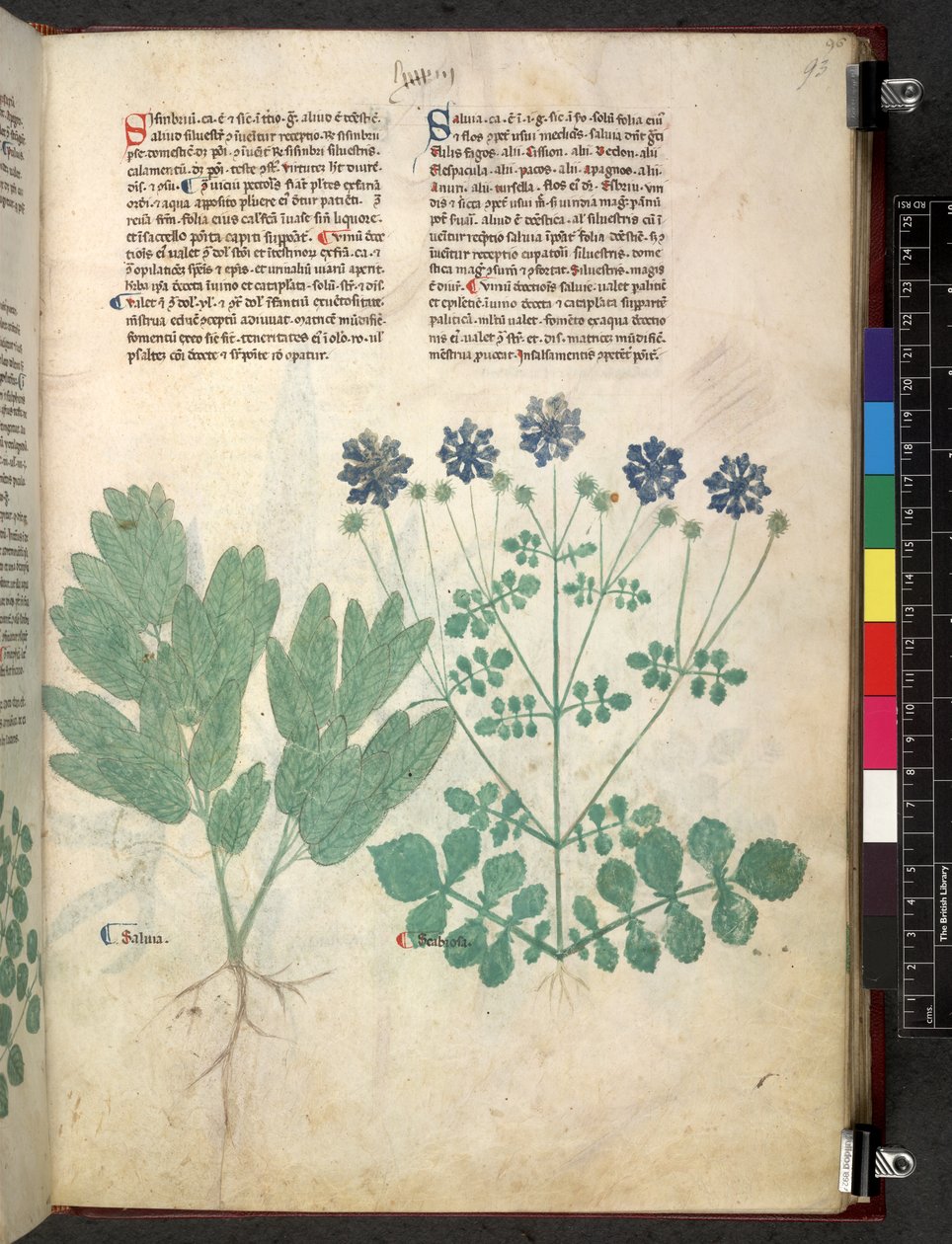 Egerton 747 Tractatus de herbis (ziołowy) c.1280-1310 (tusz i kolor na welinie) autorstwa School Italian